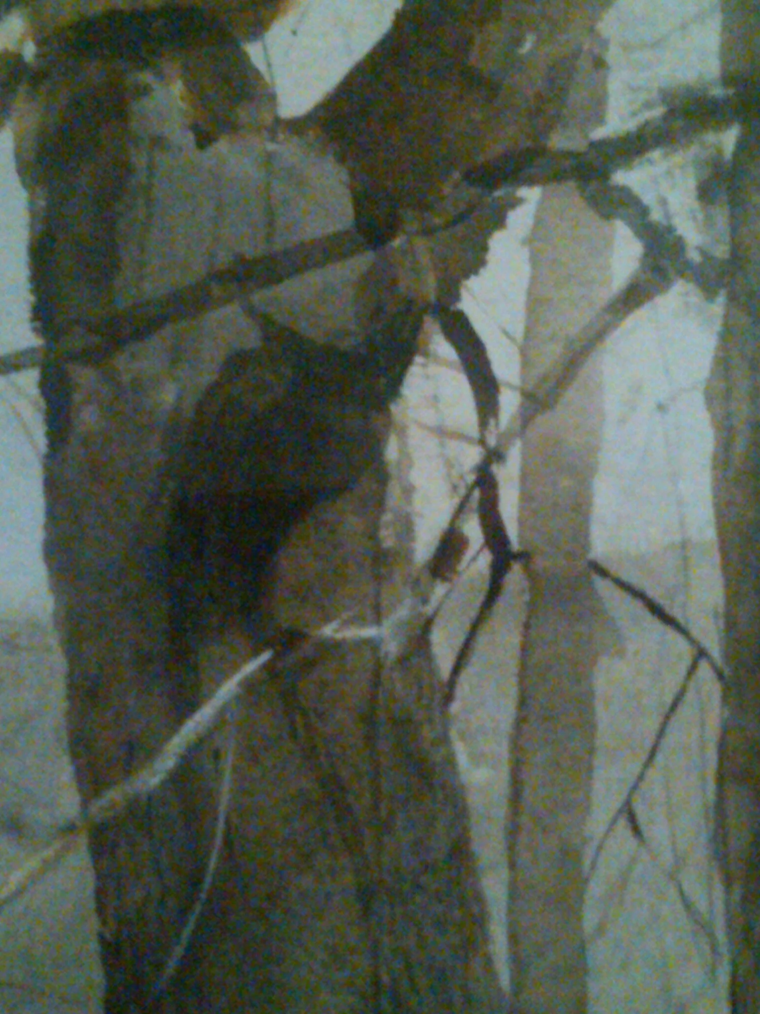 nature abstractIMG01744-20111125-1803.jpg