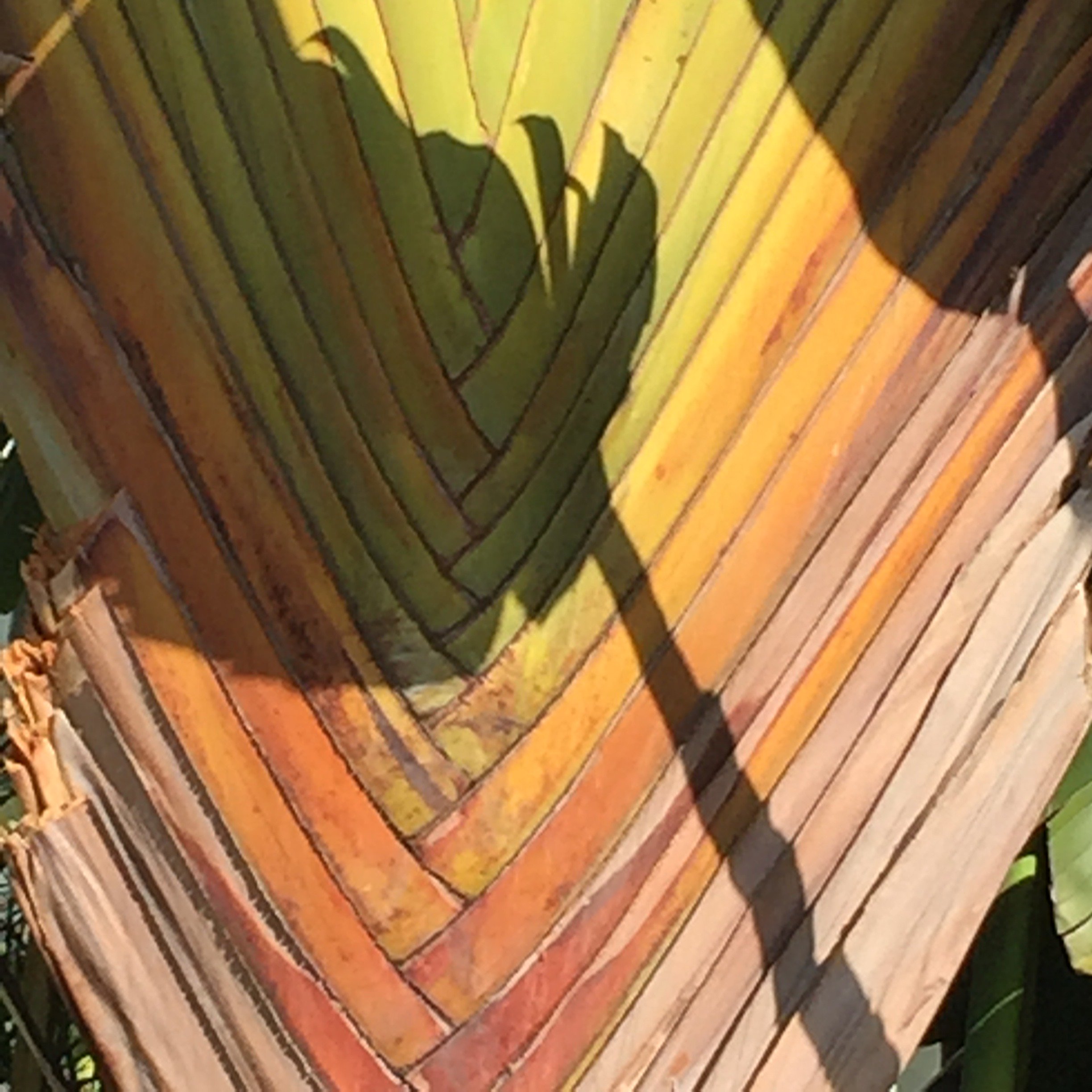 palm beauty.JPG