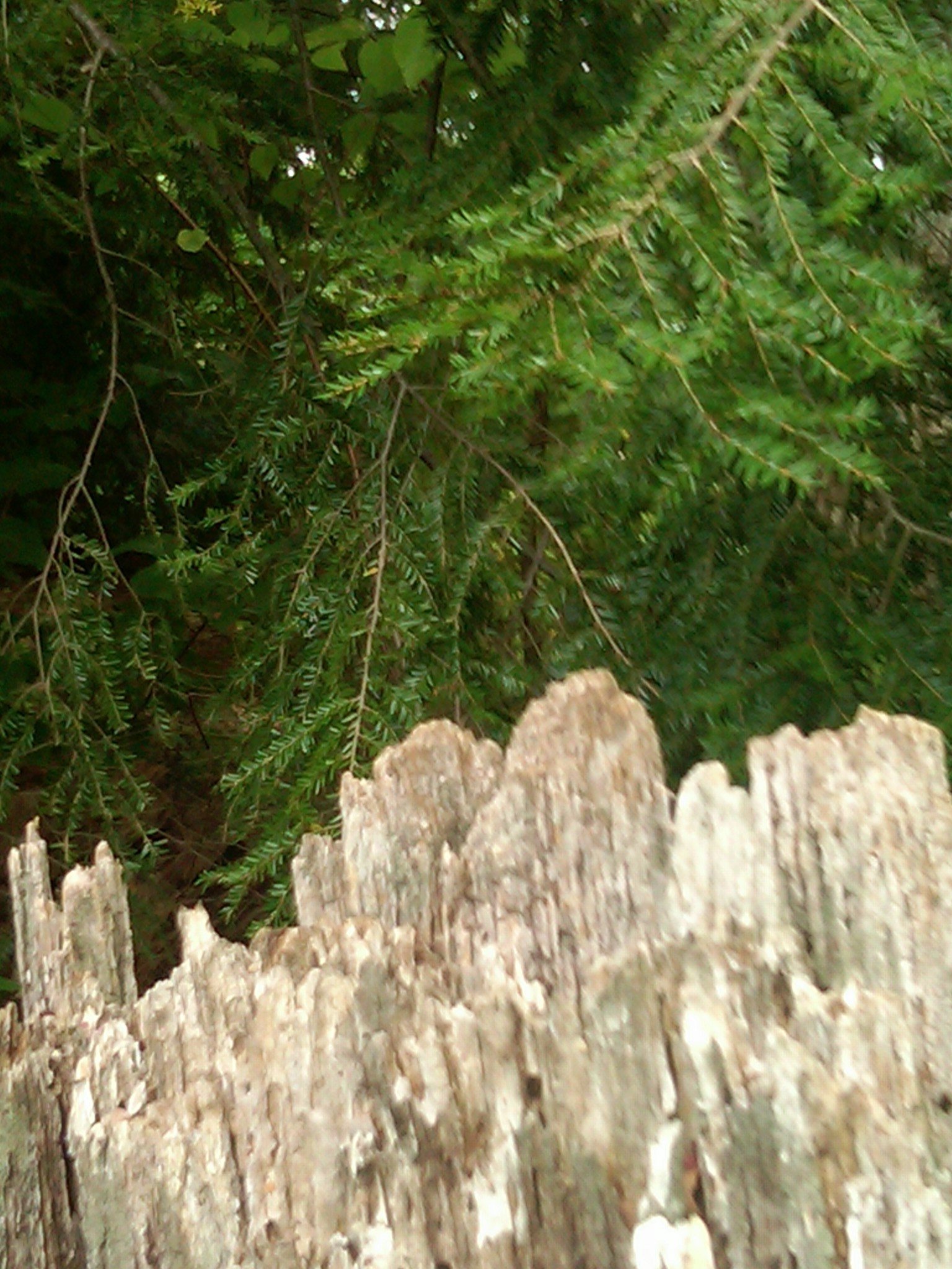 nature abstractnatural beauty 2.jpg