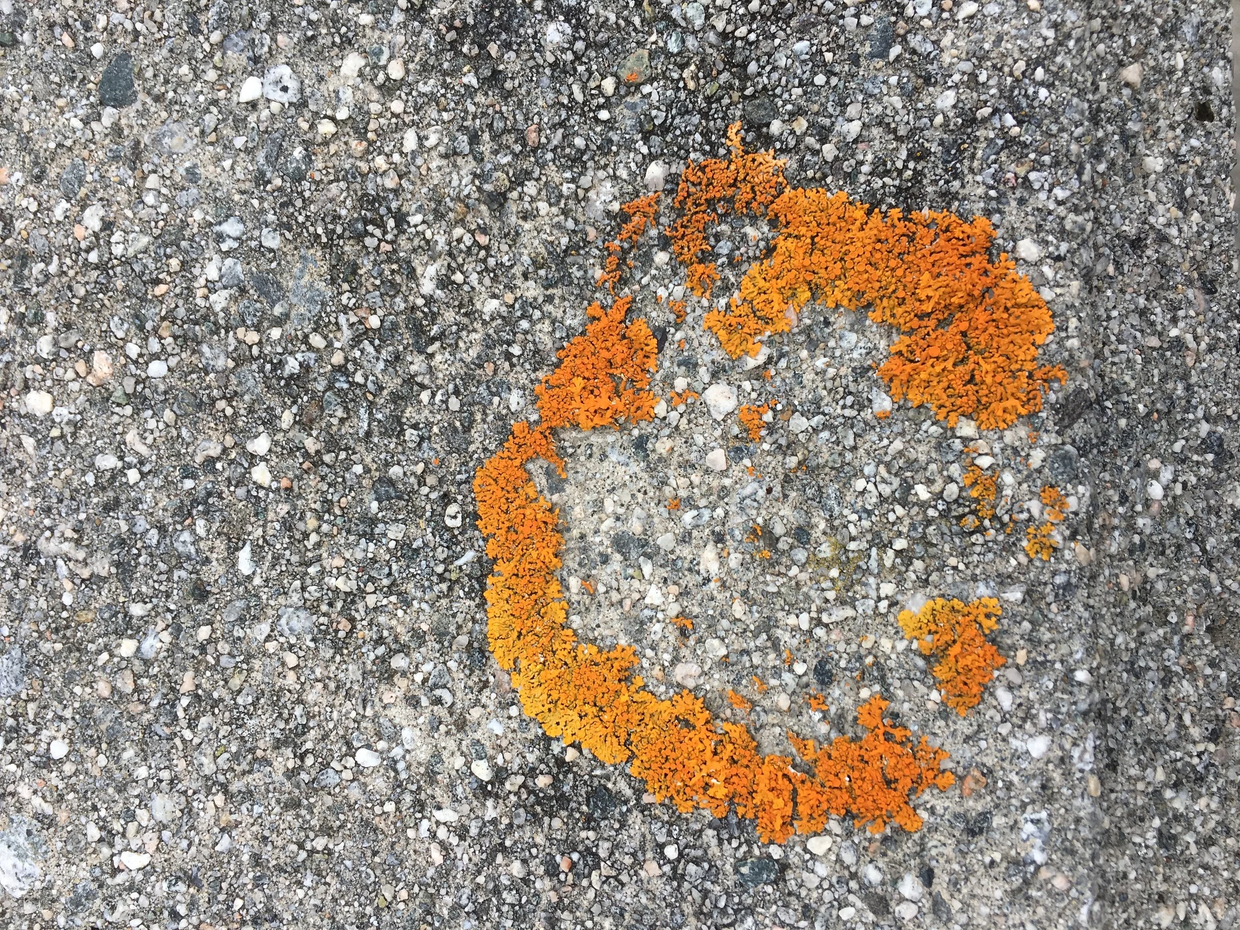 norway orange circle.JPG