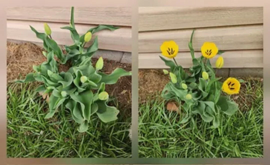 Tulips as Teachers