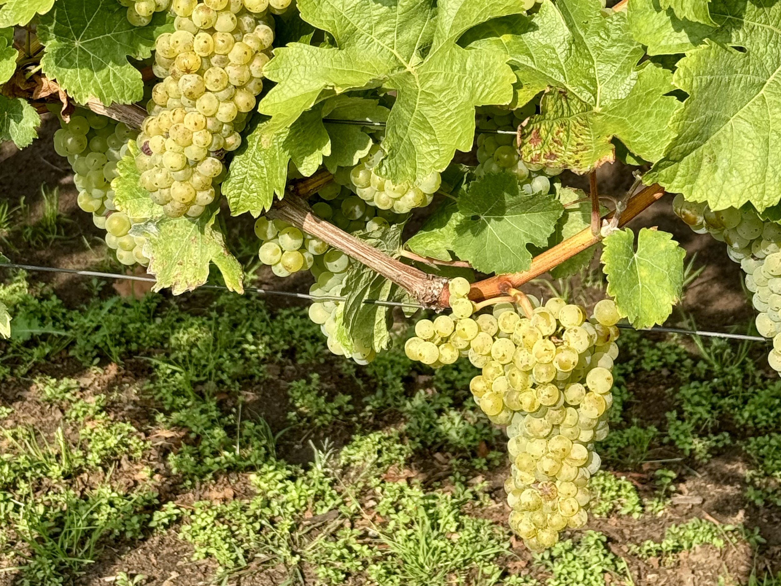 My passion for Chardonnay