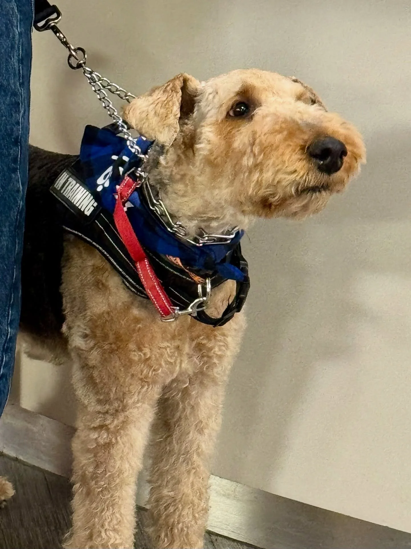 I spent the last two days going to London and back to pick up this good boy (and his owner) who flew in on Bark Air. I offer my arrival service from many different locations. If you are arriving to the Netherlands contact me for options. #barkair #lo