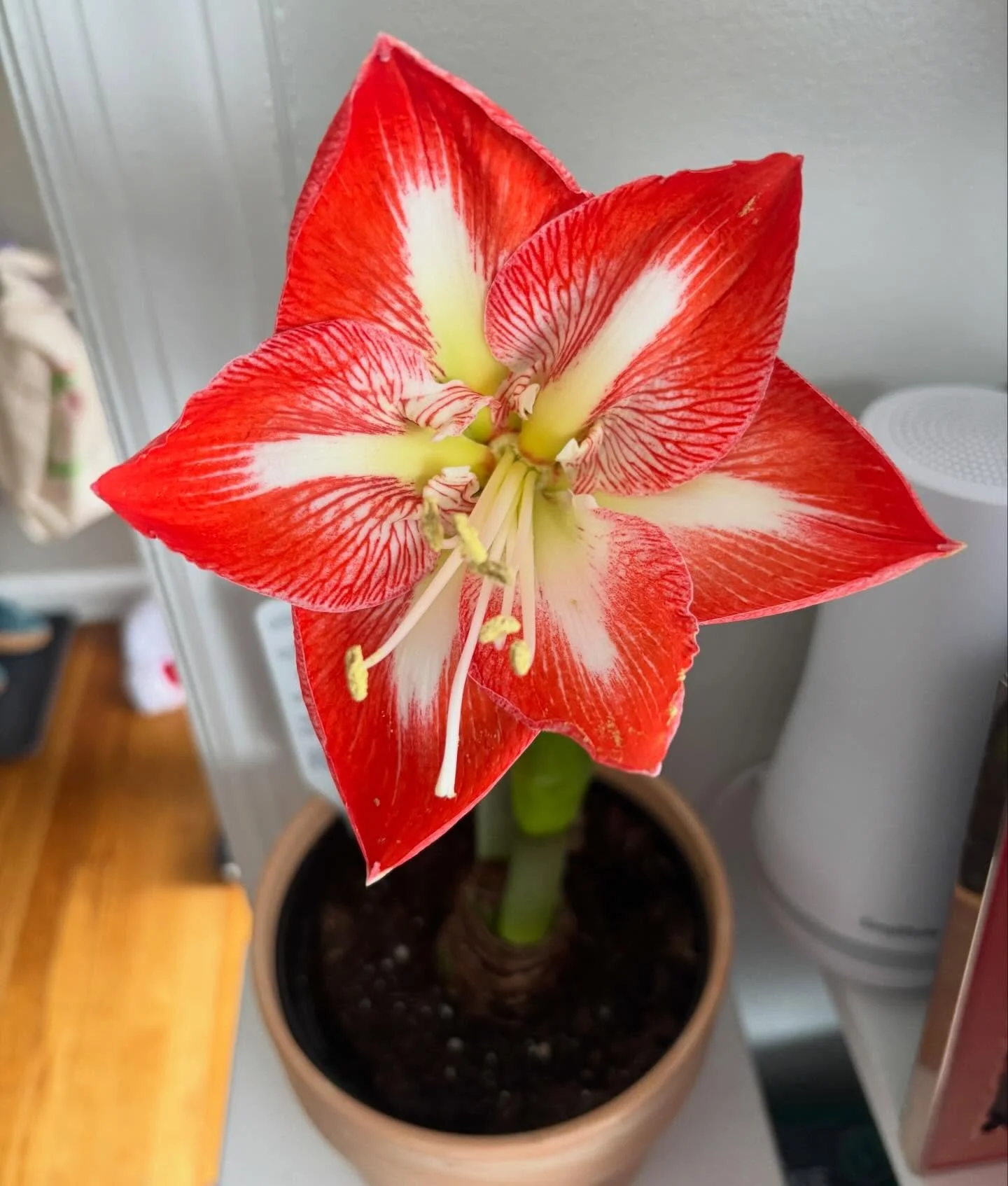 If I&rsquo;m being honest, 2025 was not my favorite voice over year.  There were certainly high points (looking at you JMC EuroVO Retreat!) but overall it was a weird year.  I definitely learned a lot about myself and my business and am looking forwa