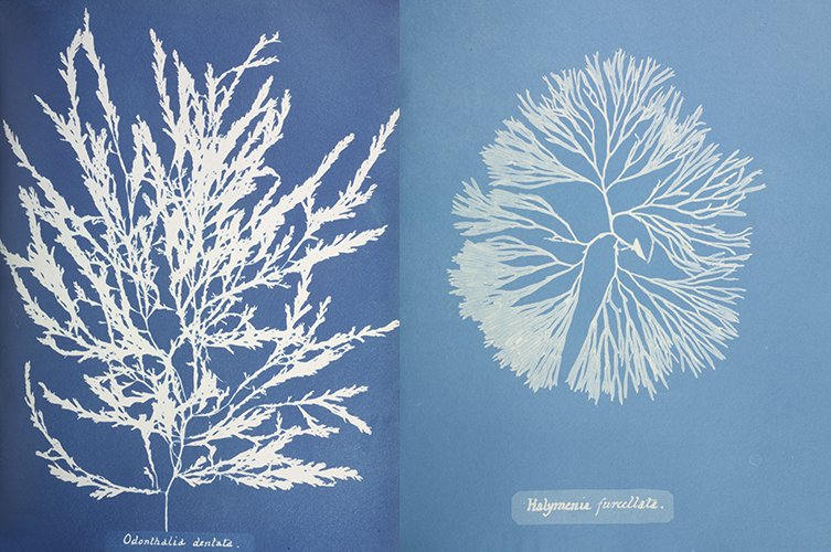 british-algae-cyanotypes-anna-atkins-two-column.jpg