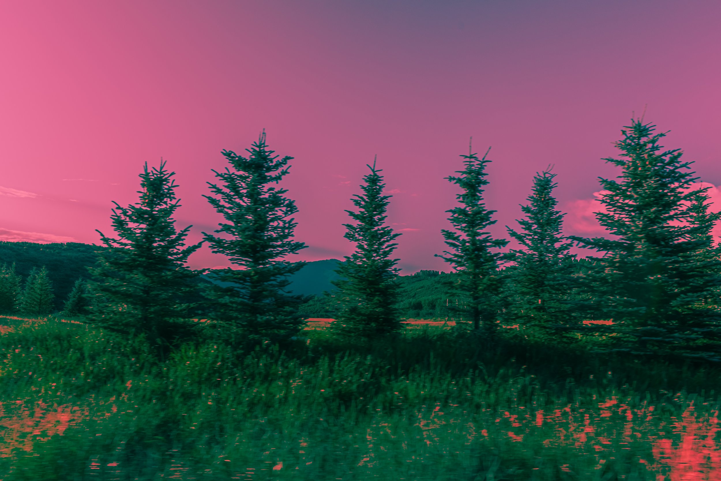 The Whimsical Spruce Trees