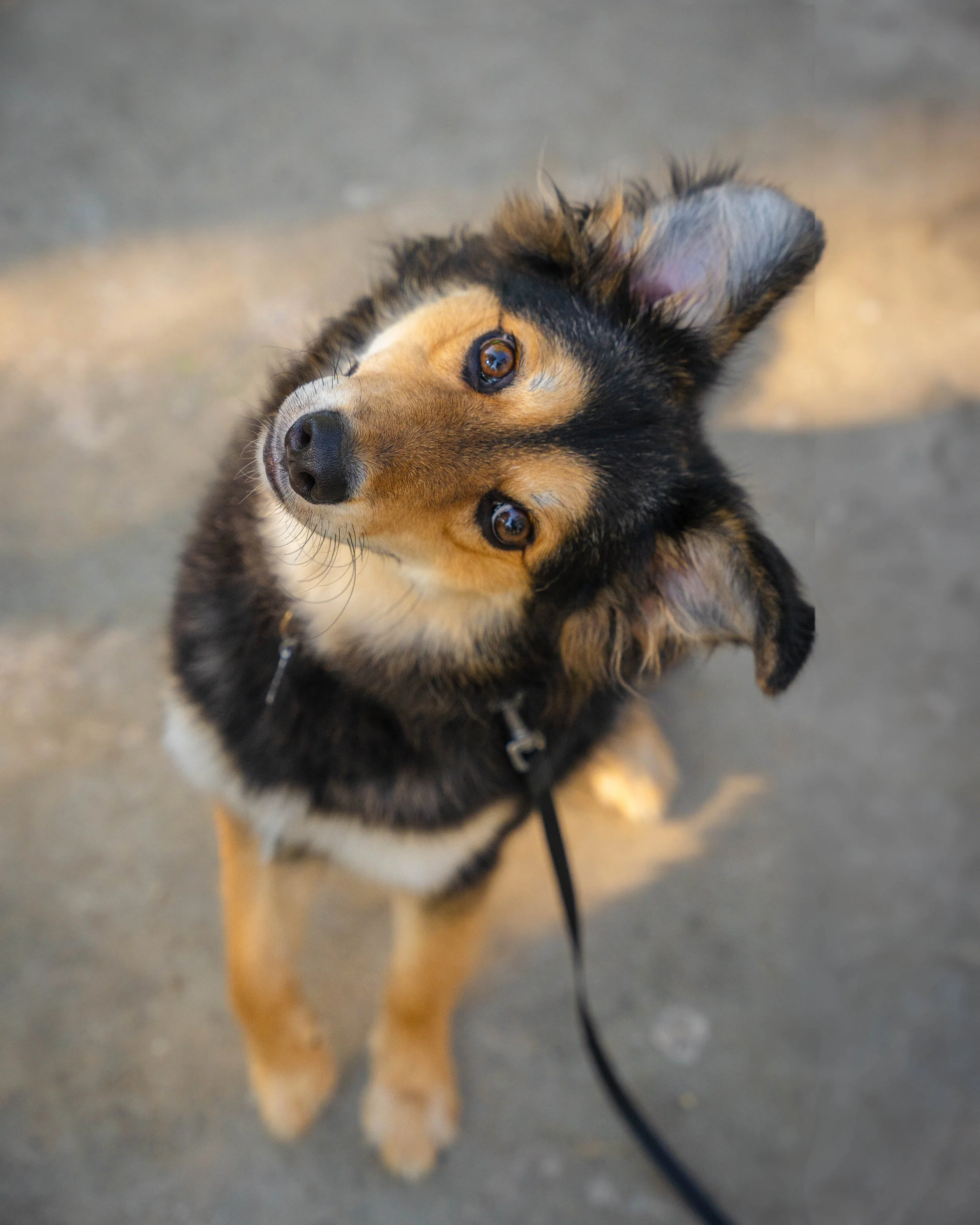 Close-up of a dog with black, white, and tan fur lying on the ground looking up at the camera.