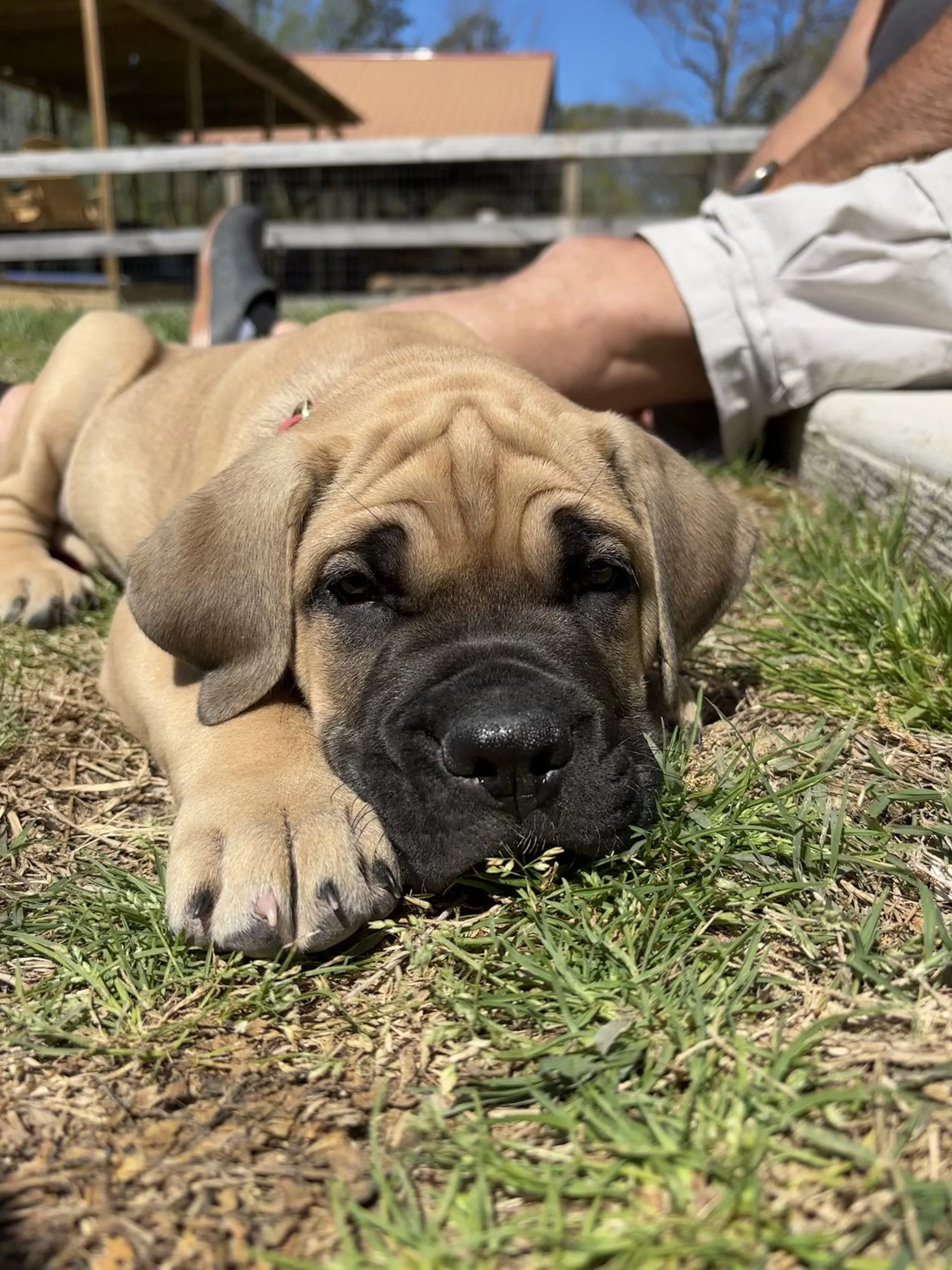 A large puppy lying on grass with its eyes partially open, with a person's legs and a wooden fence in the background, outdoors on a sunny day.