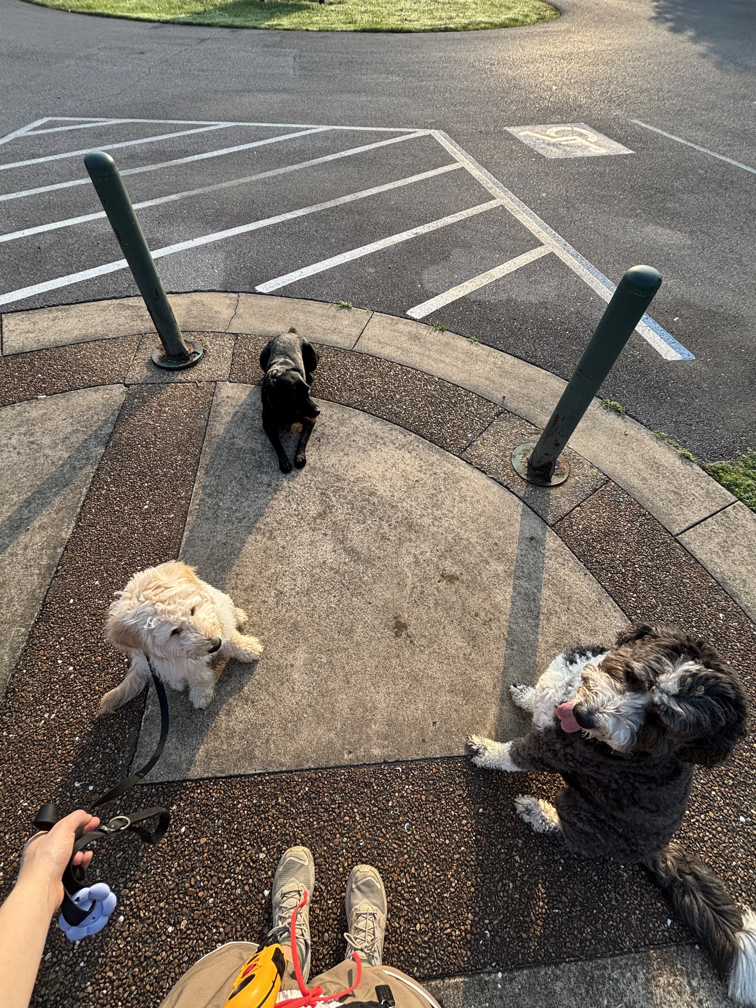 View of a person holding a leash with three dogs sitting and standing on a sidewalk, with a parking lot and grassy area in the background.