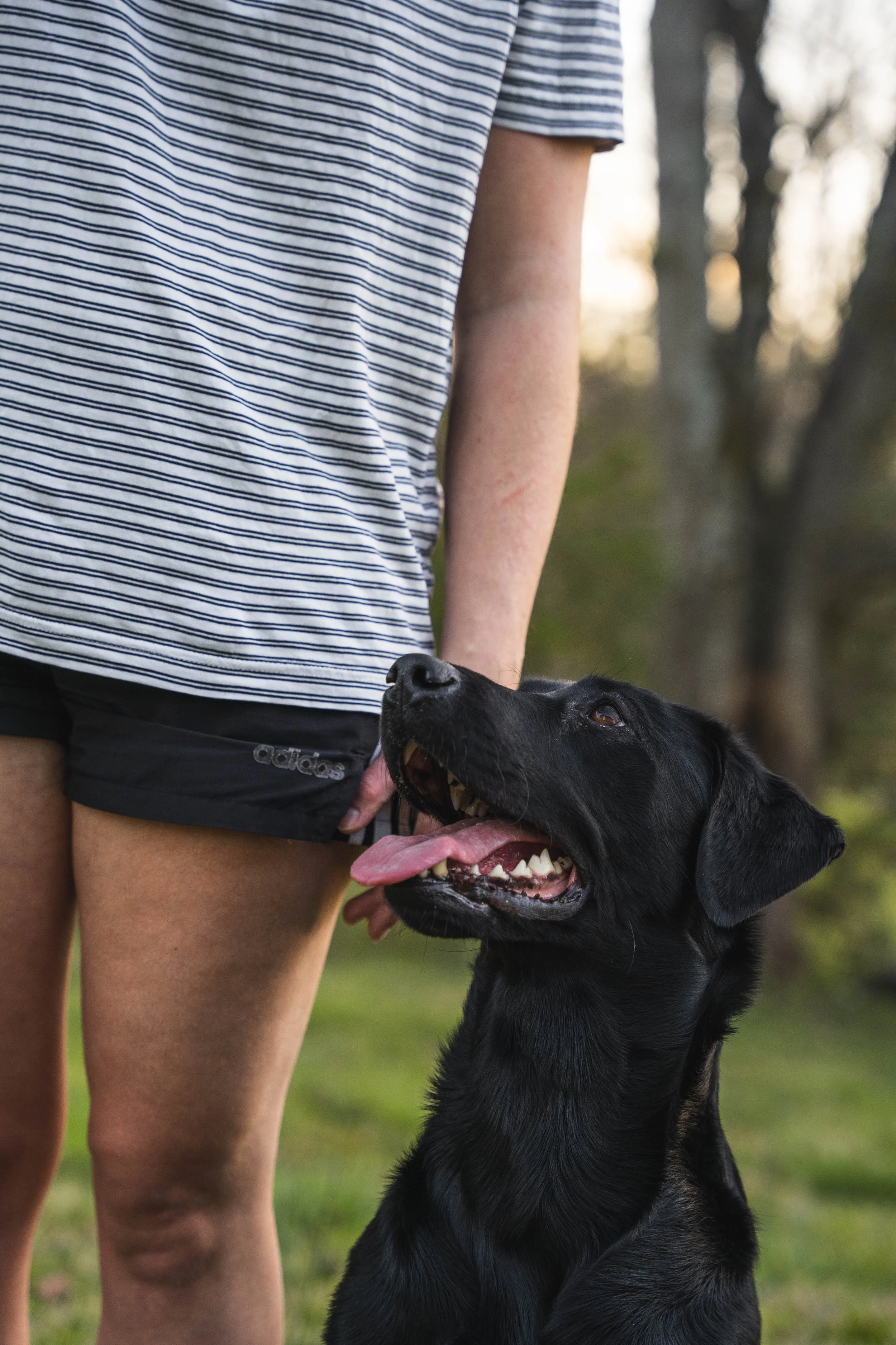 A person wearing a striped shirt and black athletic shorts standing outdoors during daytime, with a black Labrador Retriever dog looking up at the person with tongue out.