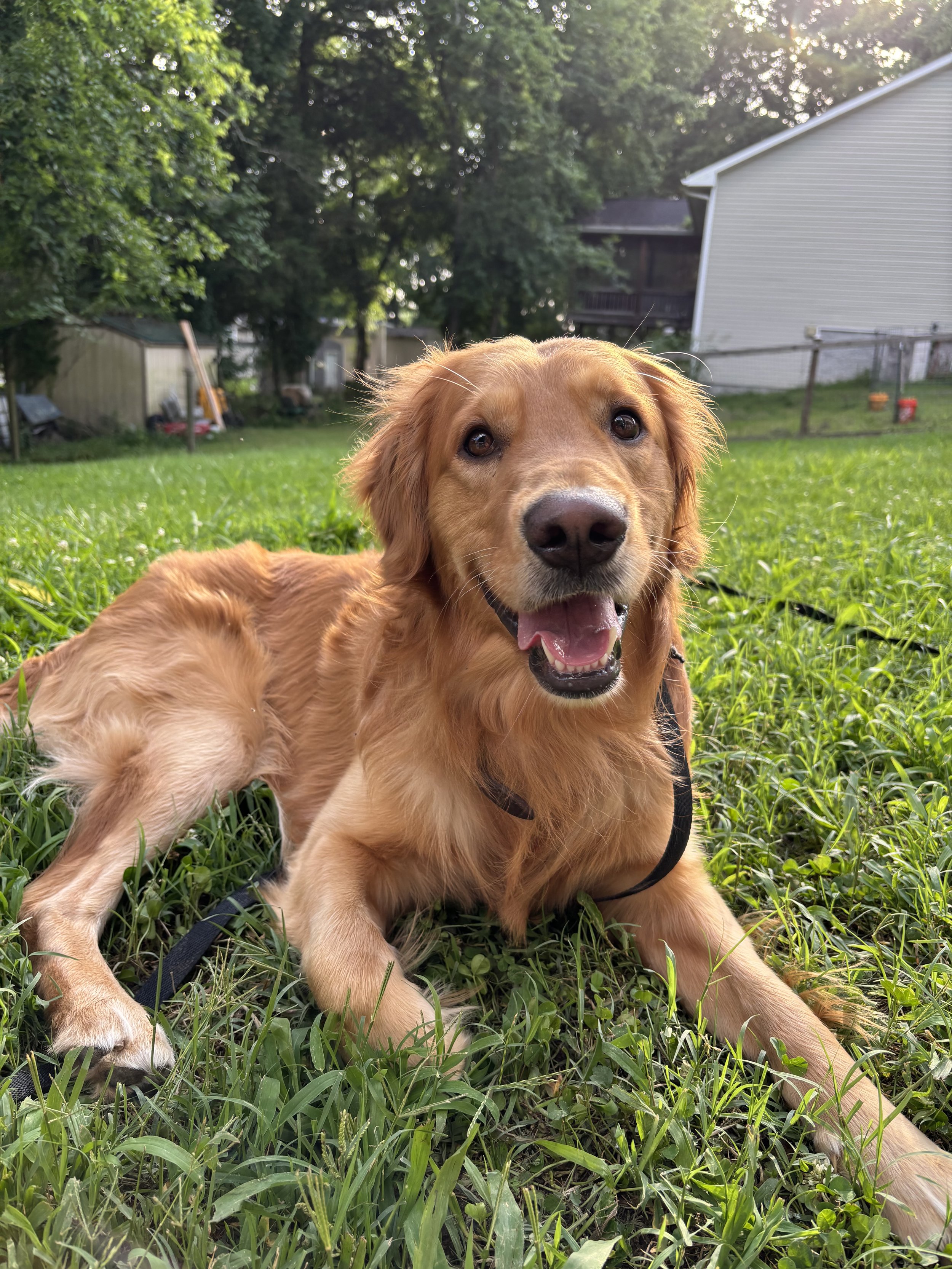 Golden retriever puppy lying on green grass in a backyard with trees and houses in the background.