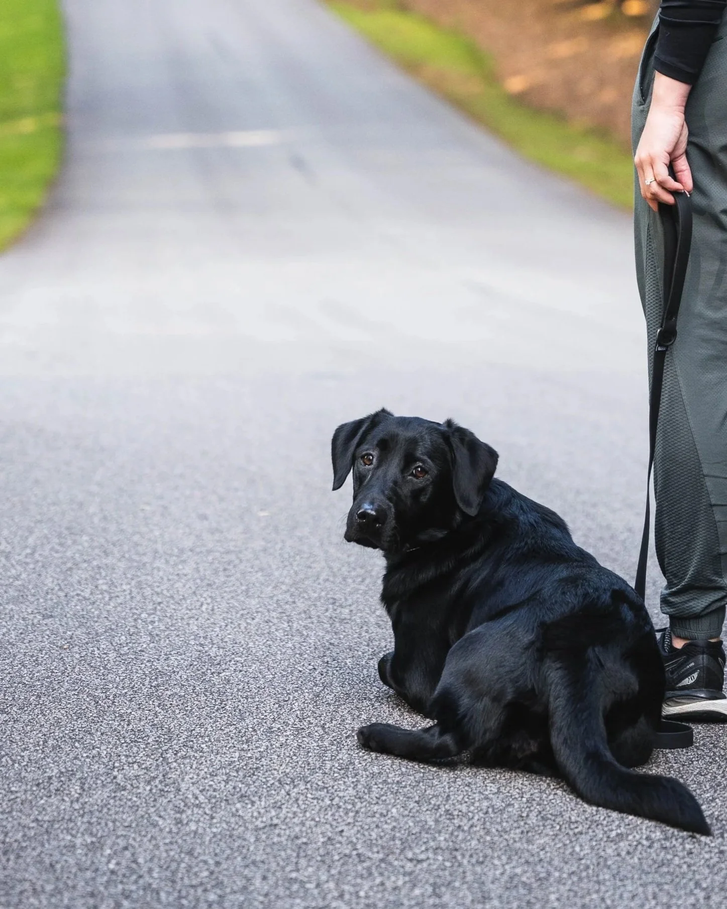 A black Labrador Retriever dog sitting on a paved path, looking back at the camera, with a person standing nearby holding a leash. The person is wearing gray pants and black sneakers, and part of their arm and hand with a ring on the finger are visible.