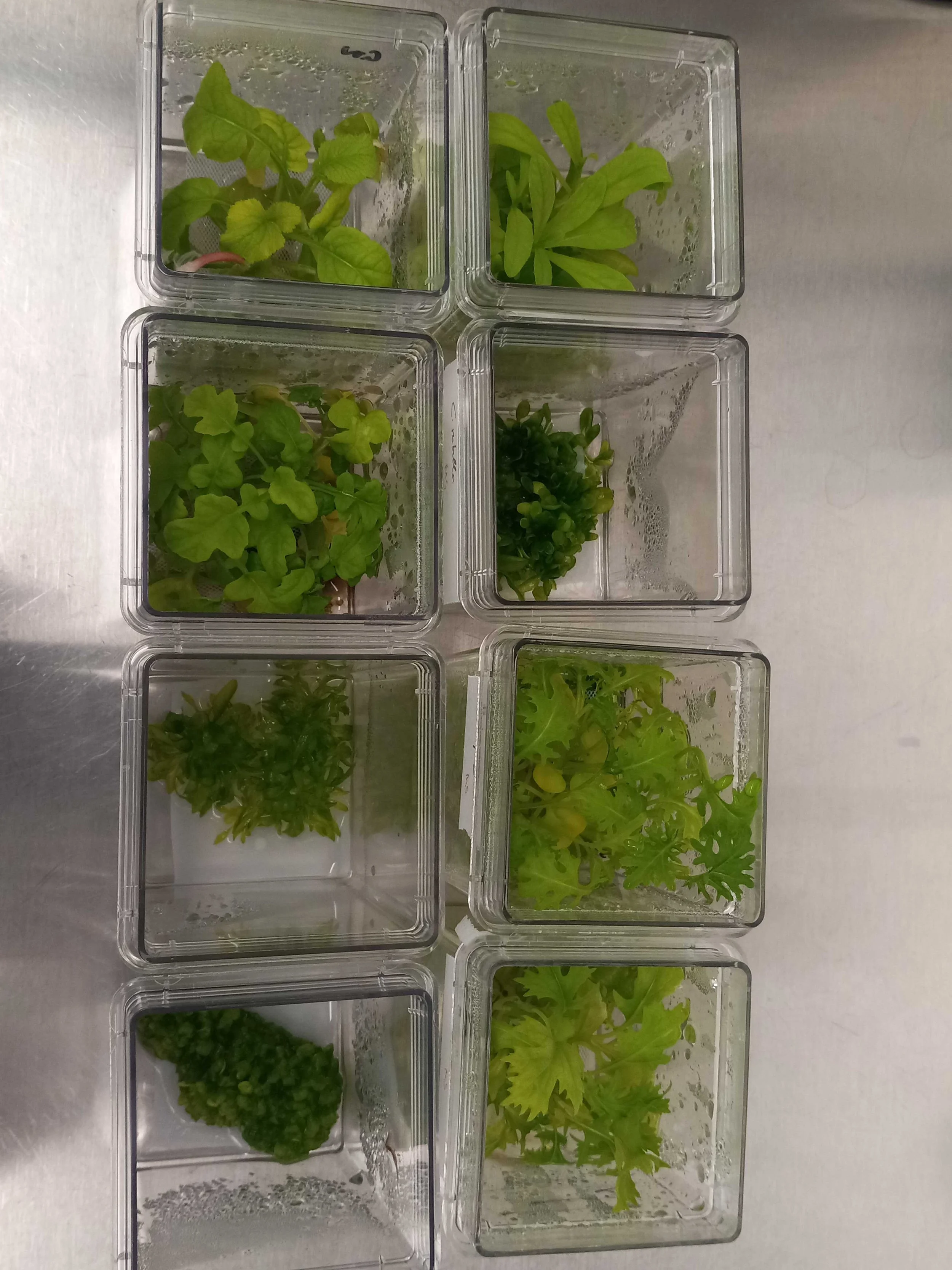 Brassica species, including important dietary plants like radish and broccoli, produce a wide range of molecular dark matter to counteract abiotic stresses