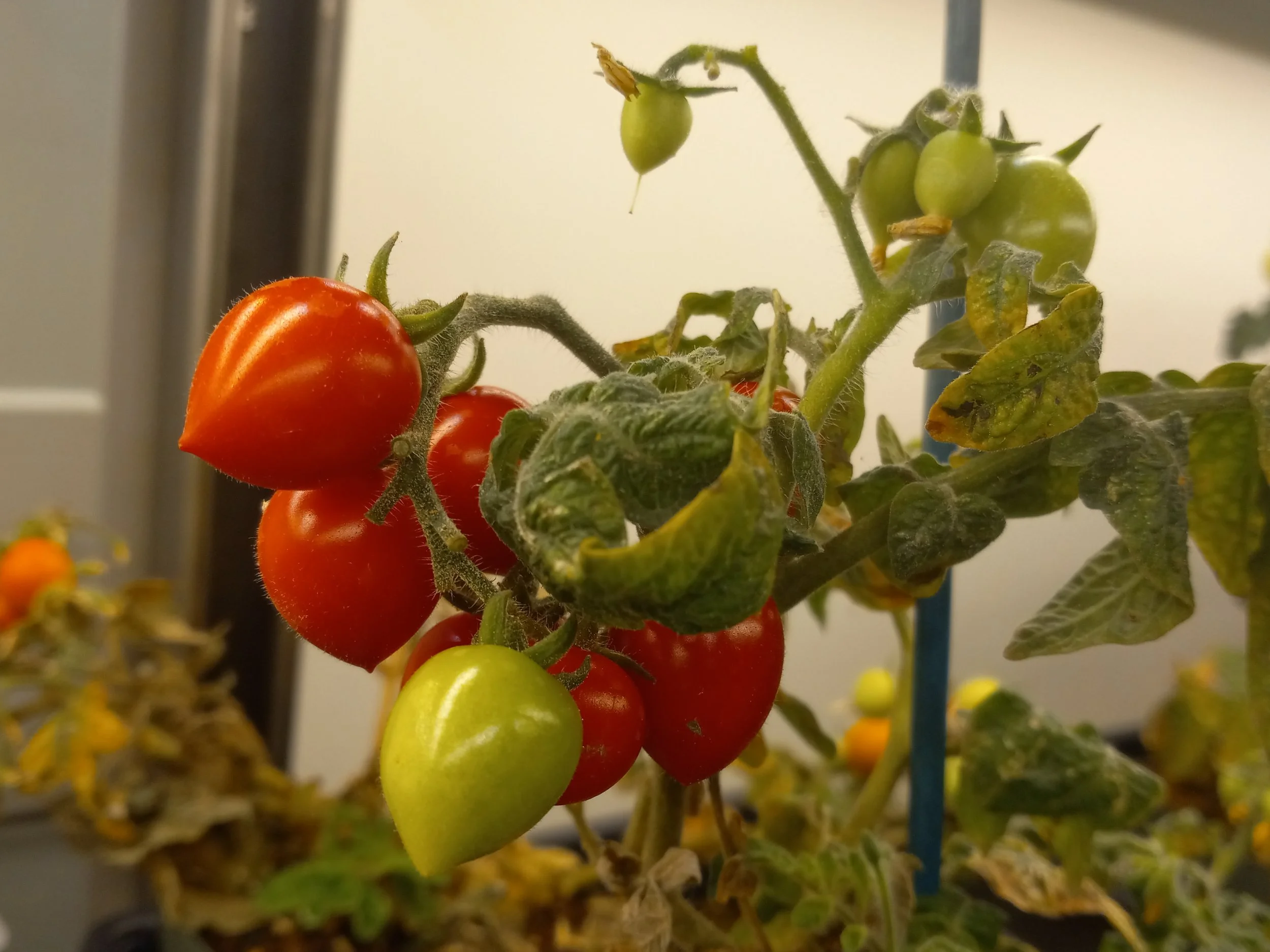 One of the many varieties of tomato we use to heterologously express non-tomato plant proteins&nbsp;