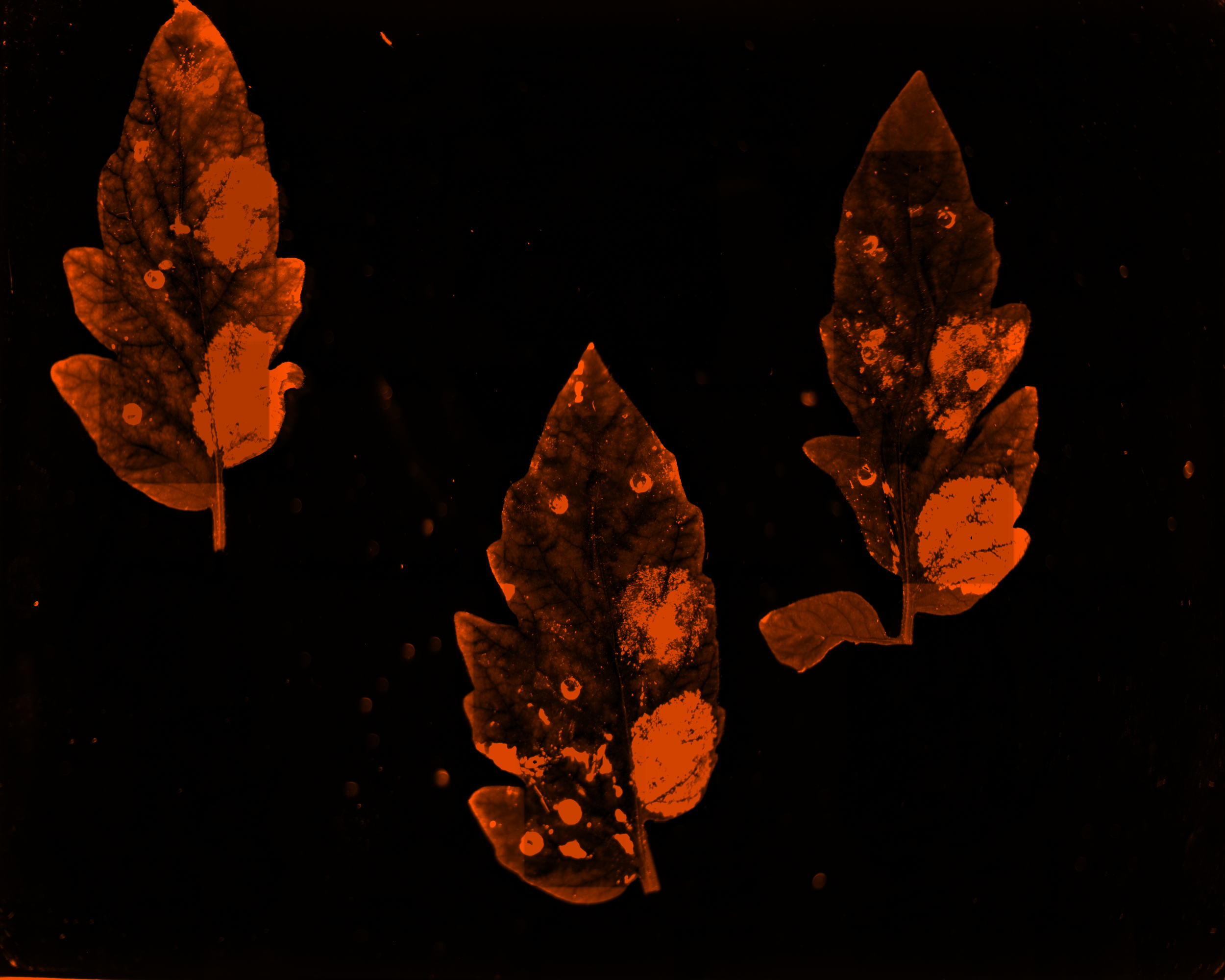 RFP expression in tomato leaf after inoculation with six different plant viruses