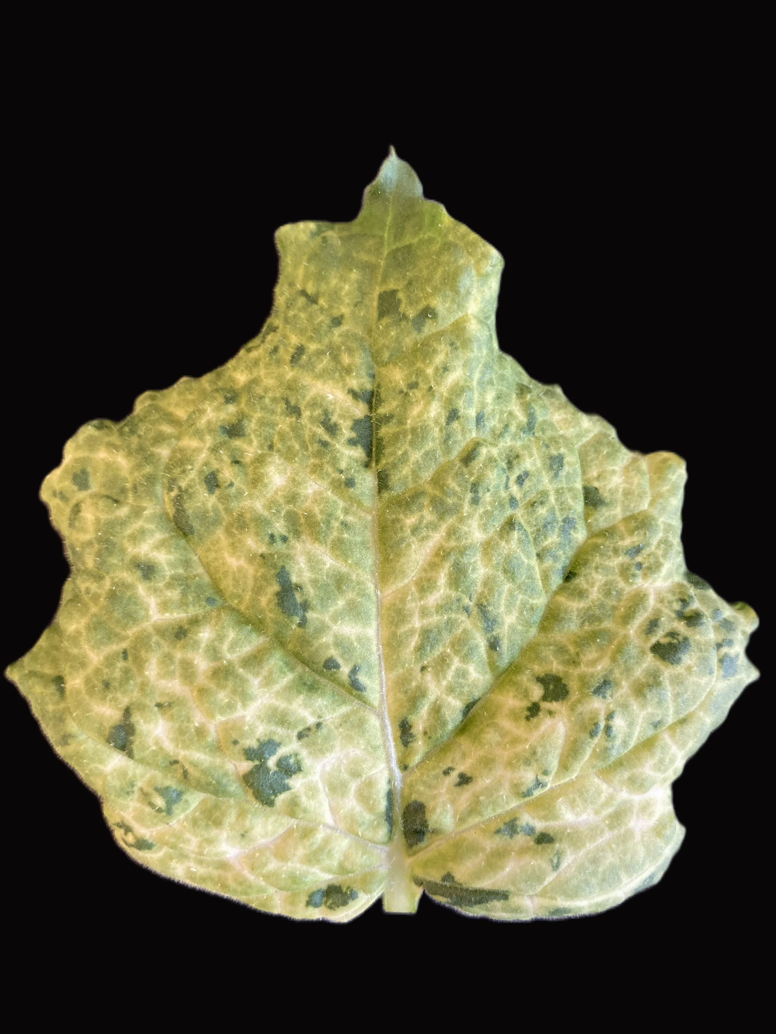 Virus-induced gene silencing of PDS, a gene involved in chlorophyll biosynthesis, causes a photobleached phenotype in N. benthamiana leaves / plants.
