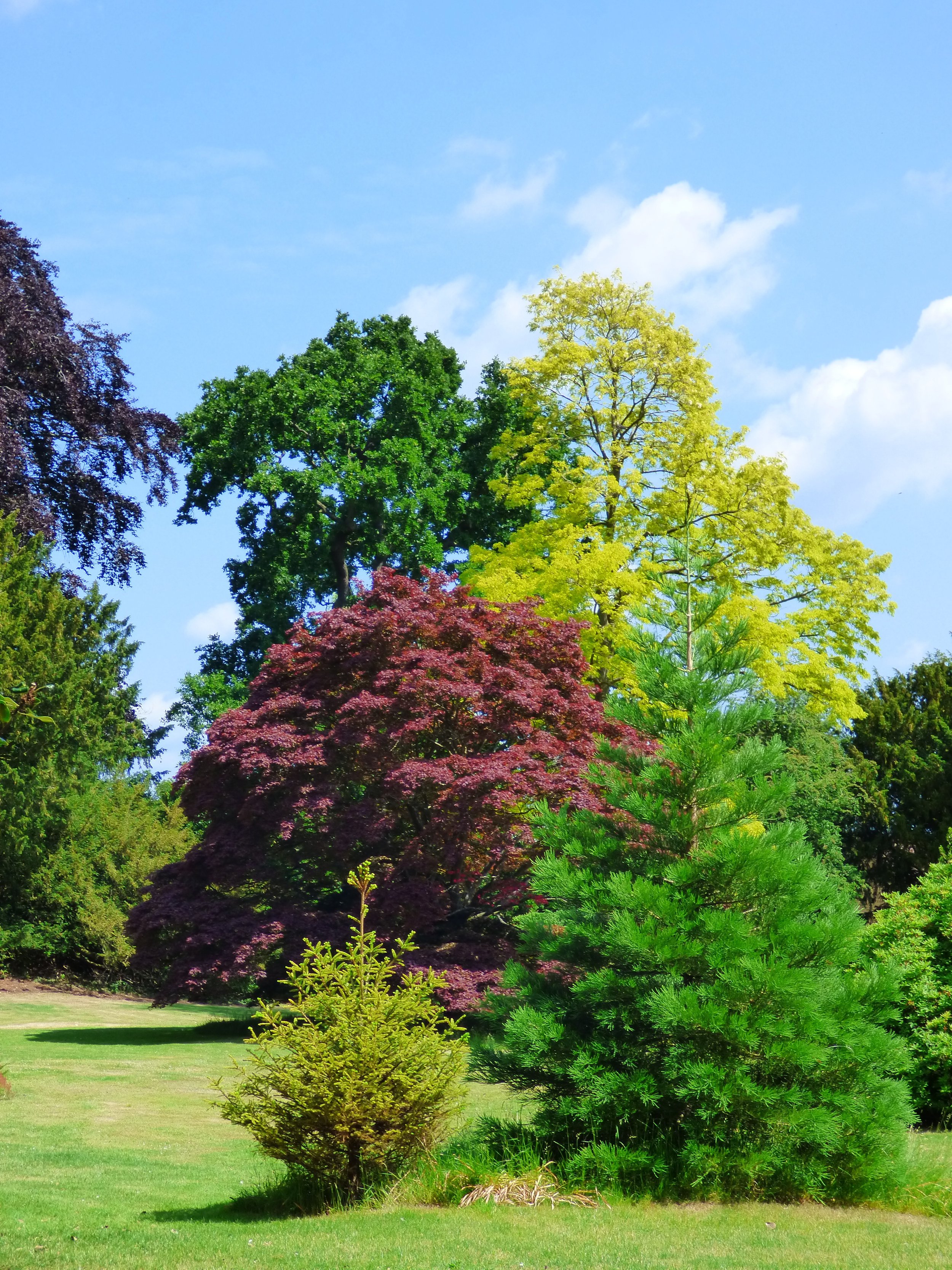 Trees of Individuality