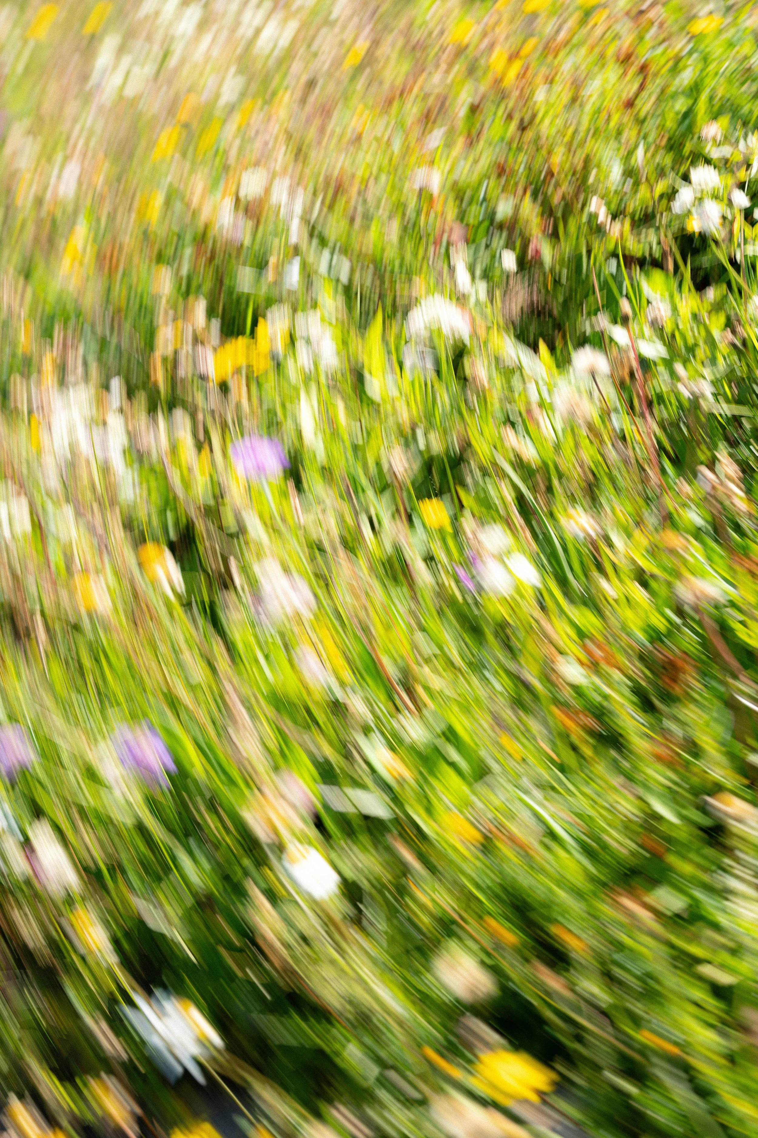 Image floue d'un champ de fleurs colorées avec des nuances de vert, jaune et blanc.