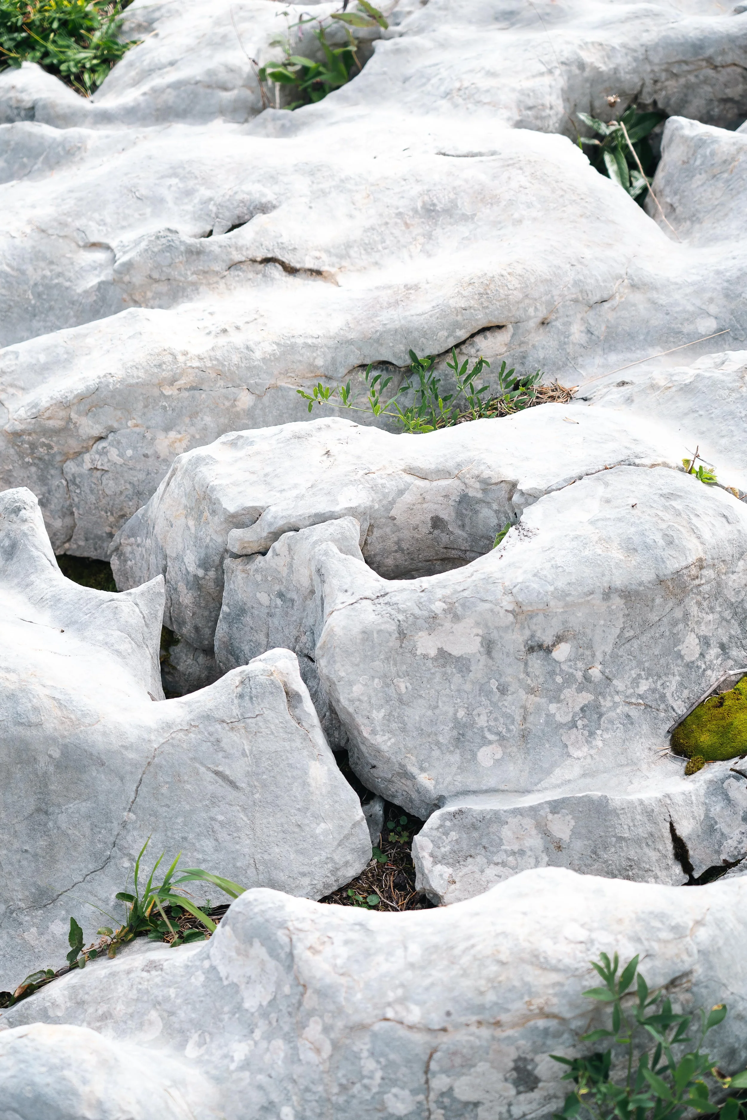 Roches calcaires et végétation poussant dans les crevasses.