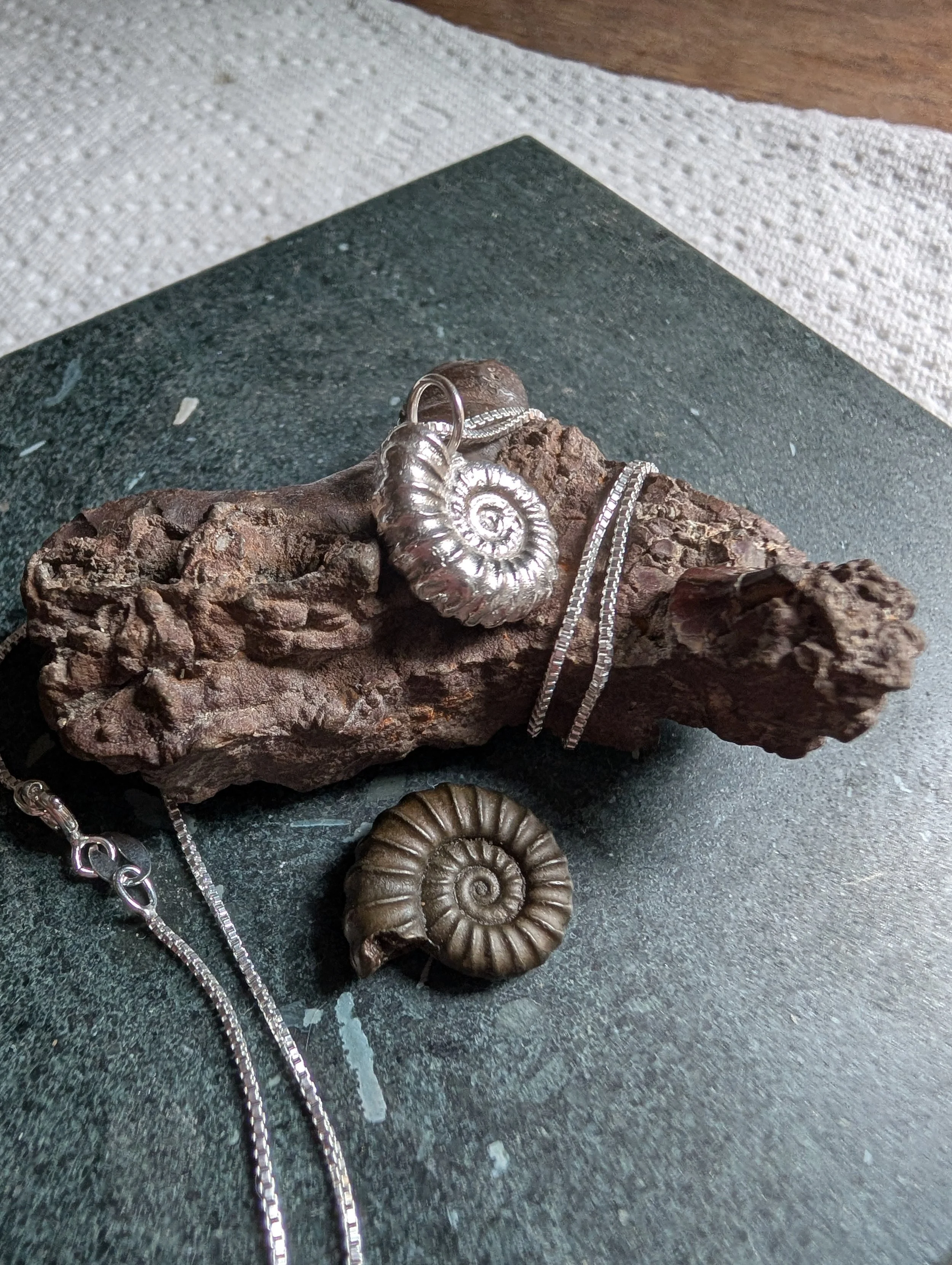 Jackie Ammonite special request (1).jpg