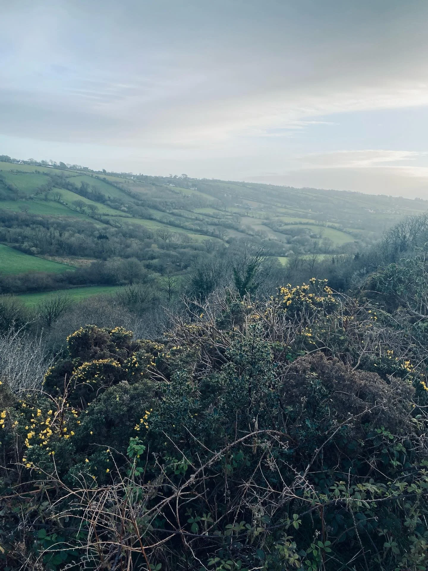 West Wales &hellip; the view from my walk up the road &hellip; the Farm Shop where I get local produce and bread &hellip; Mannie the Cat who makes it all possible. 💜💜💜
