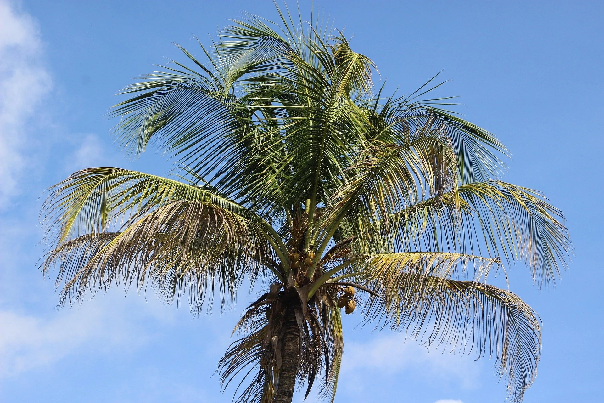 Kokospalme