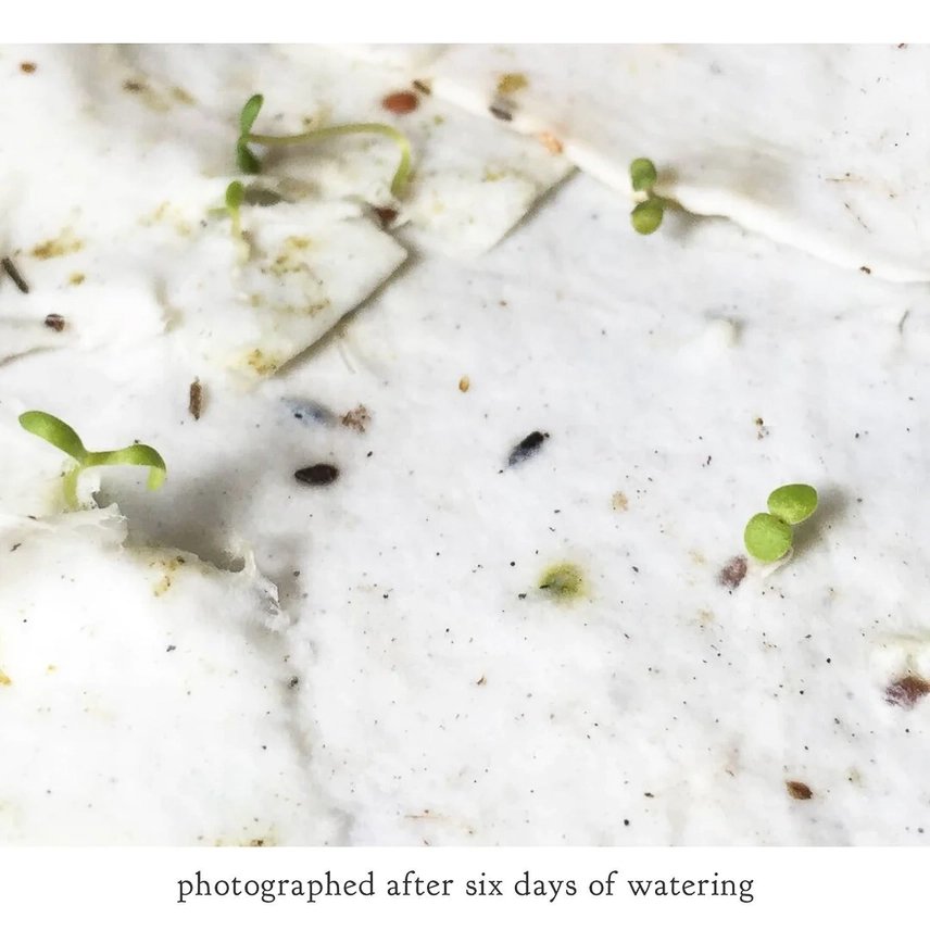 sprouted.jpg