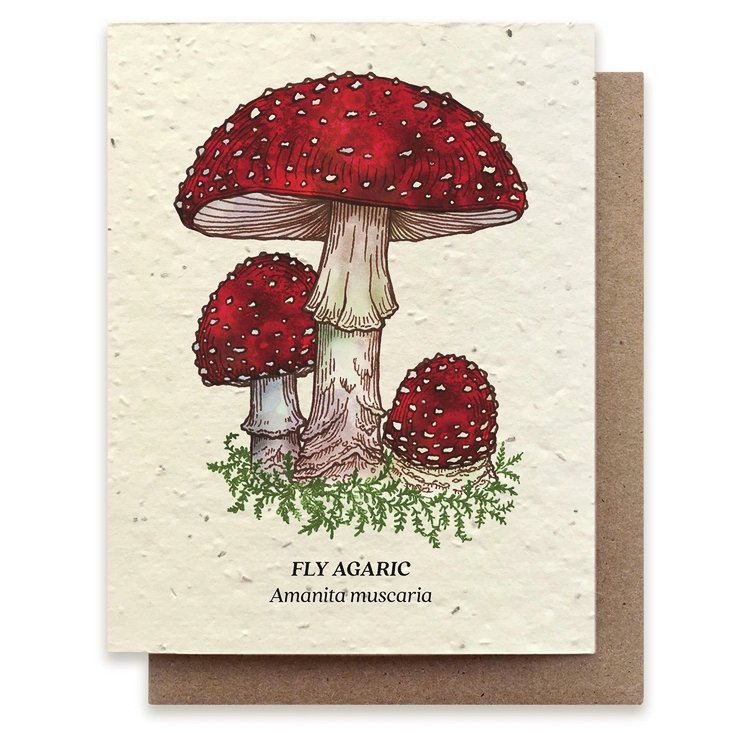 mushroom_front.jpg
