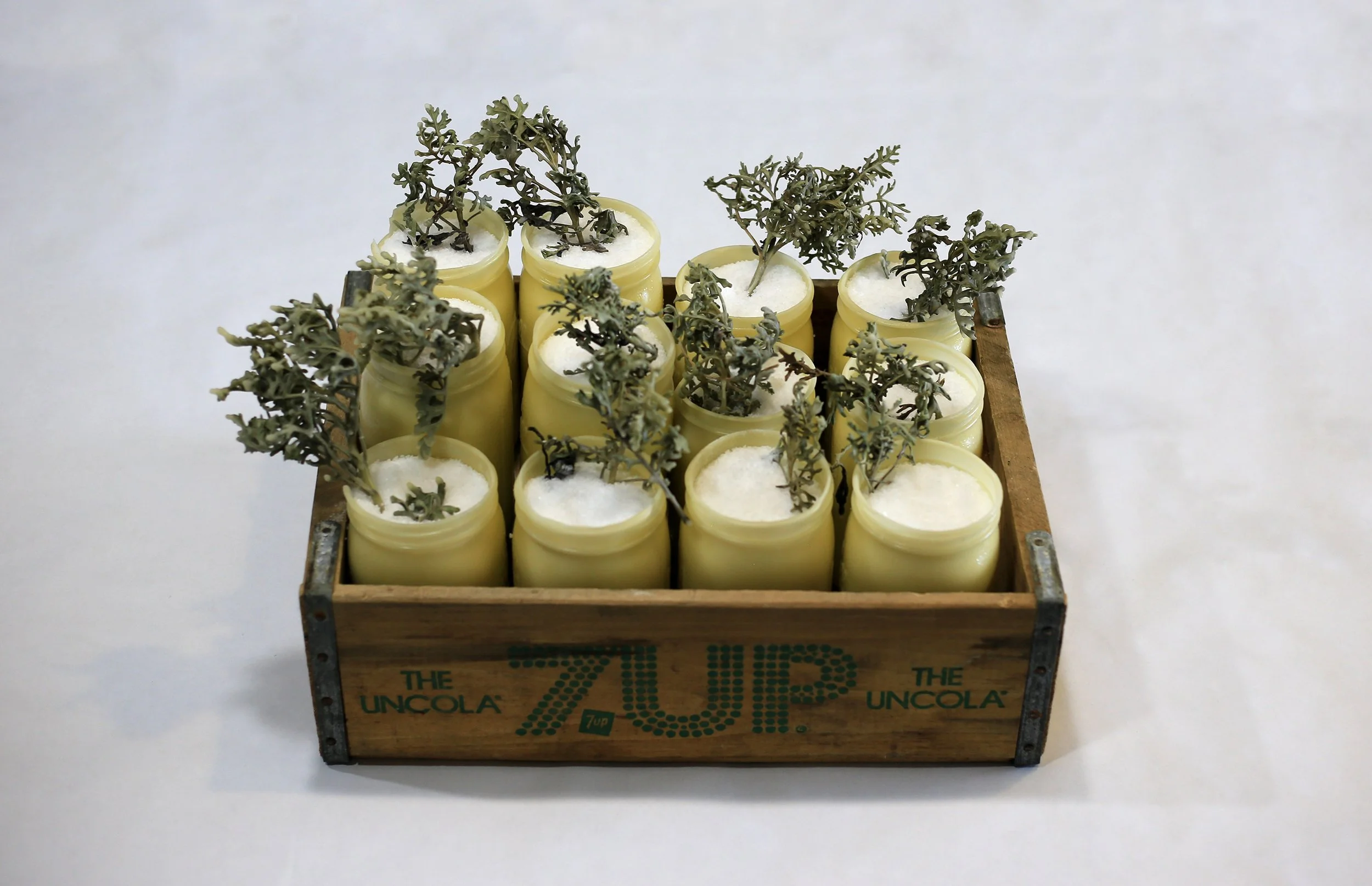 Threshold, beeswax, salt, dried dusty miller, old crate, 10” x 16 1⁄2” x 12”, 2026