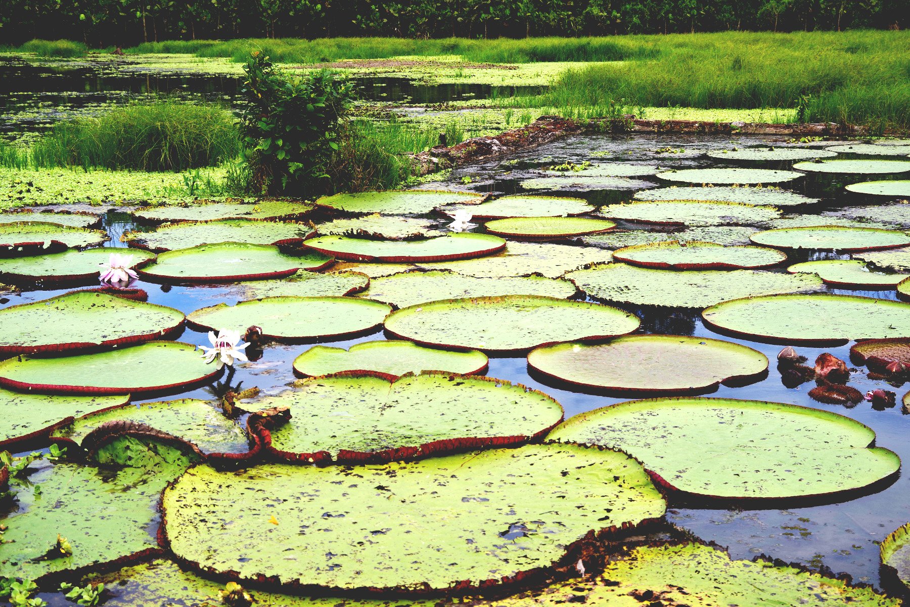 Lilypads (2018)