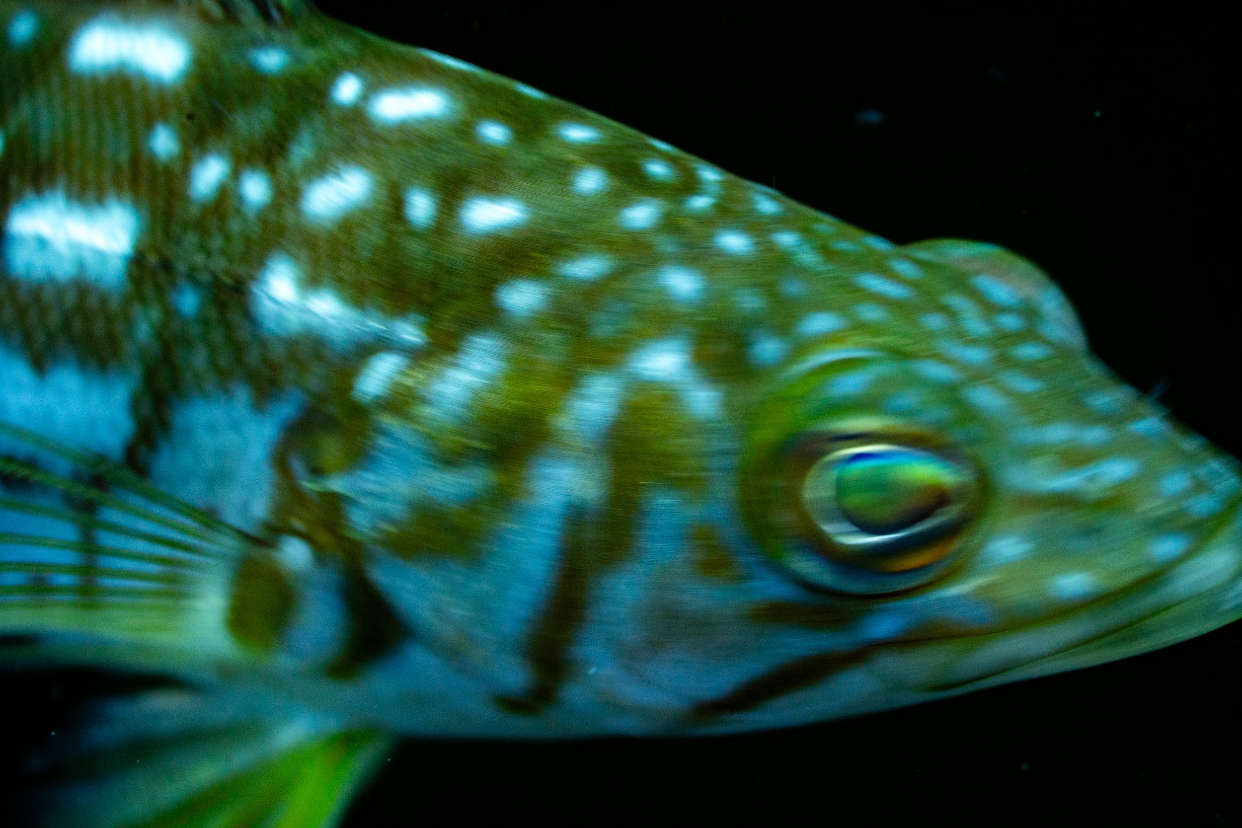 DSC02117.jpg