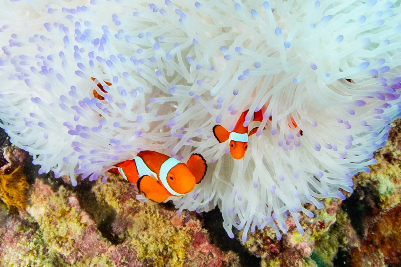 Nemo-1.JPG