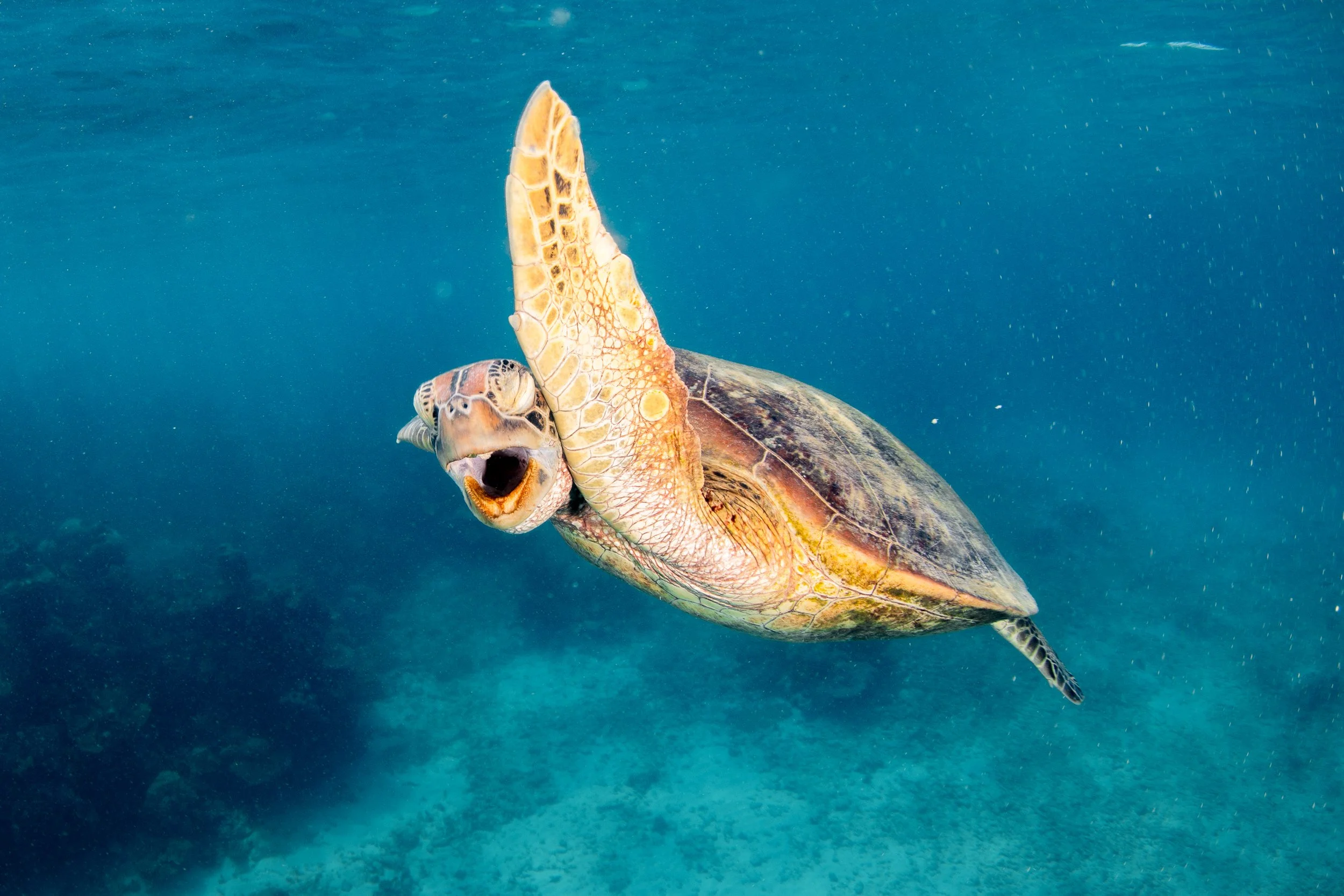 Underwater (for Scubabo Cairns)