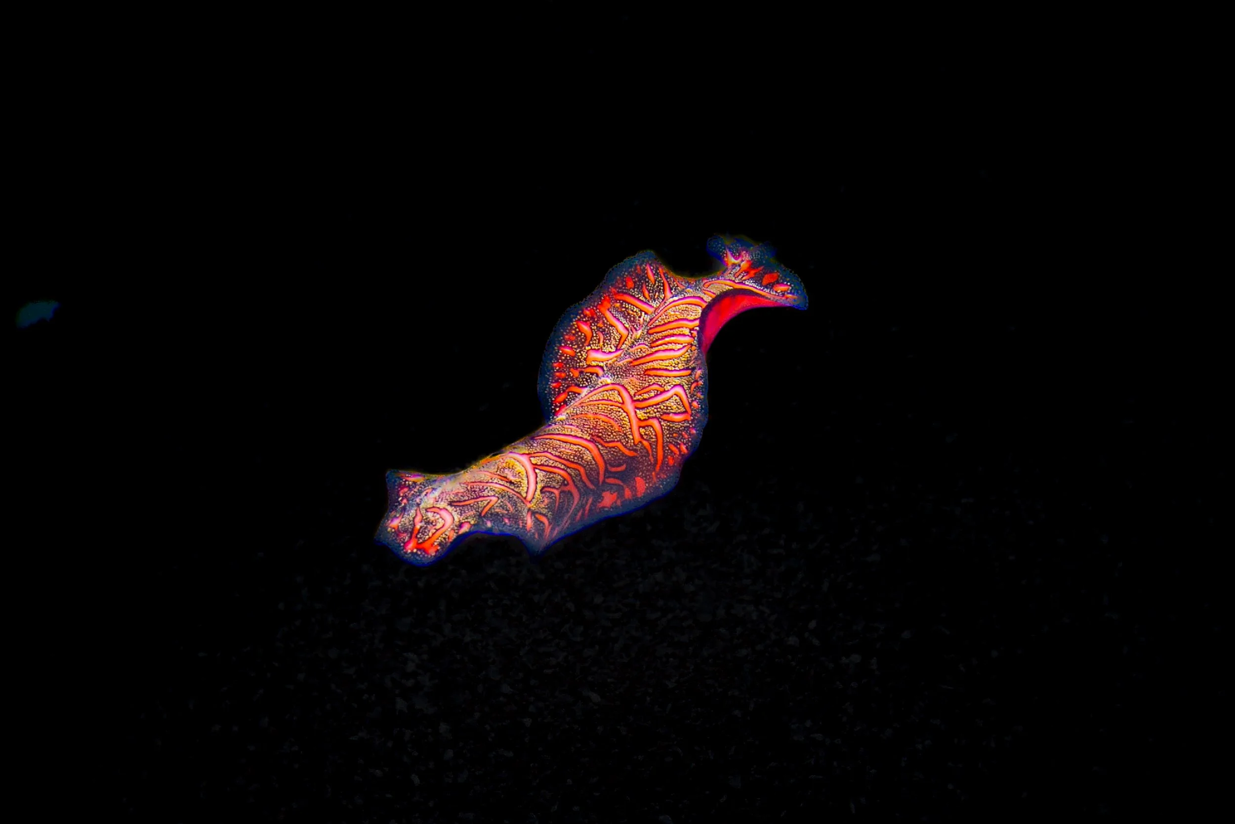 Spanish Dancer-40 2-2.jpg