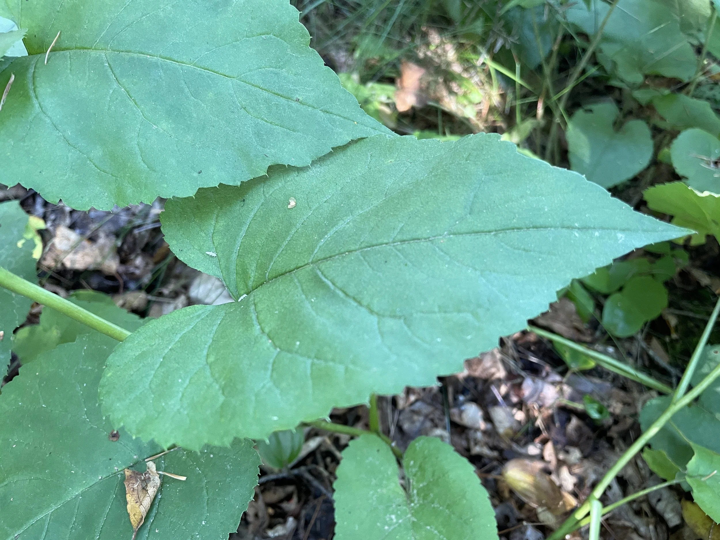 Eurybia macrophylla3.JPG
