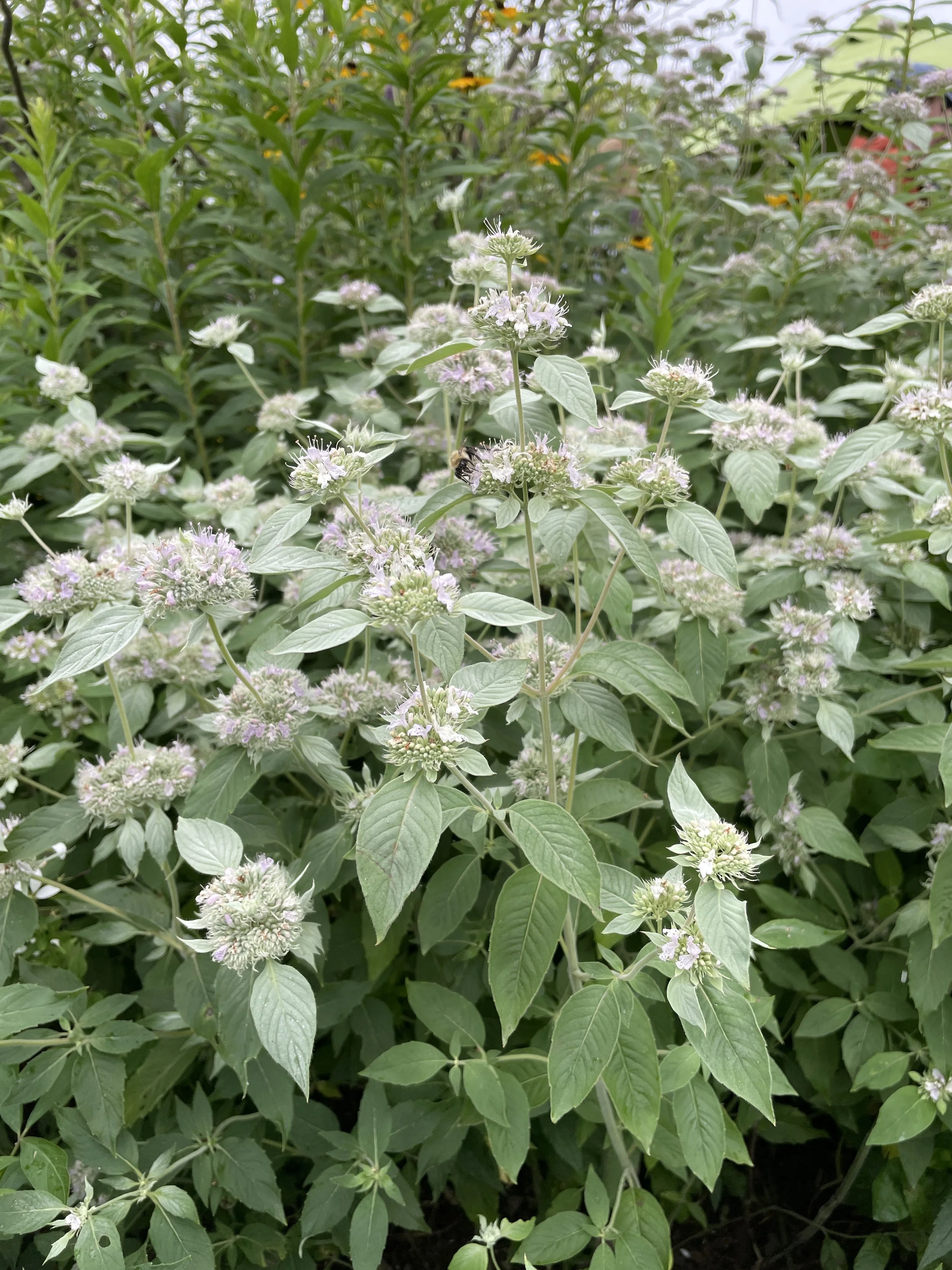 Pycnanthemum muticum - Broad-leaf mountain mint