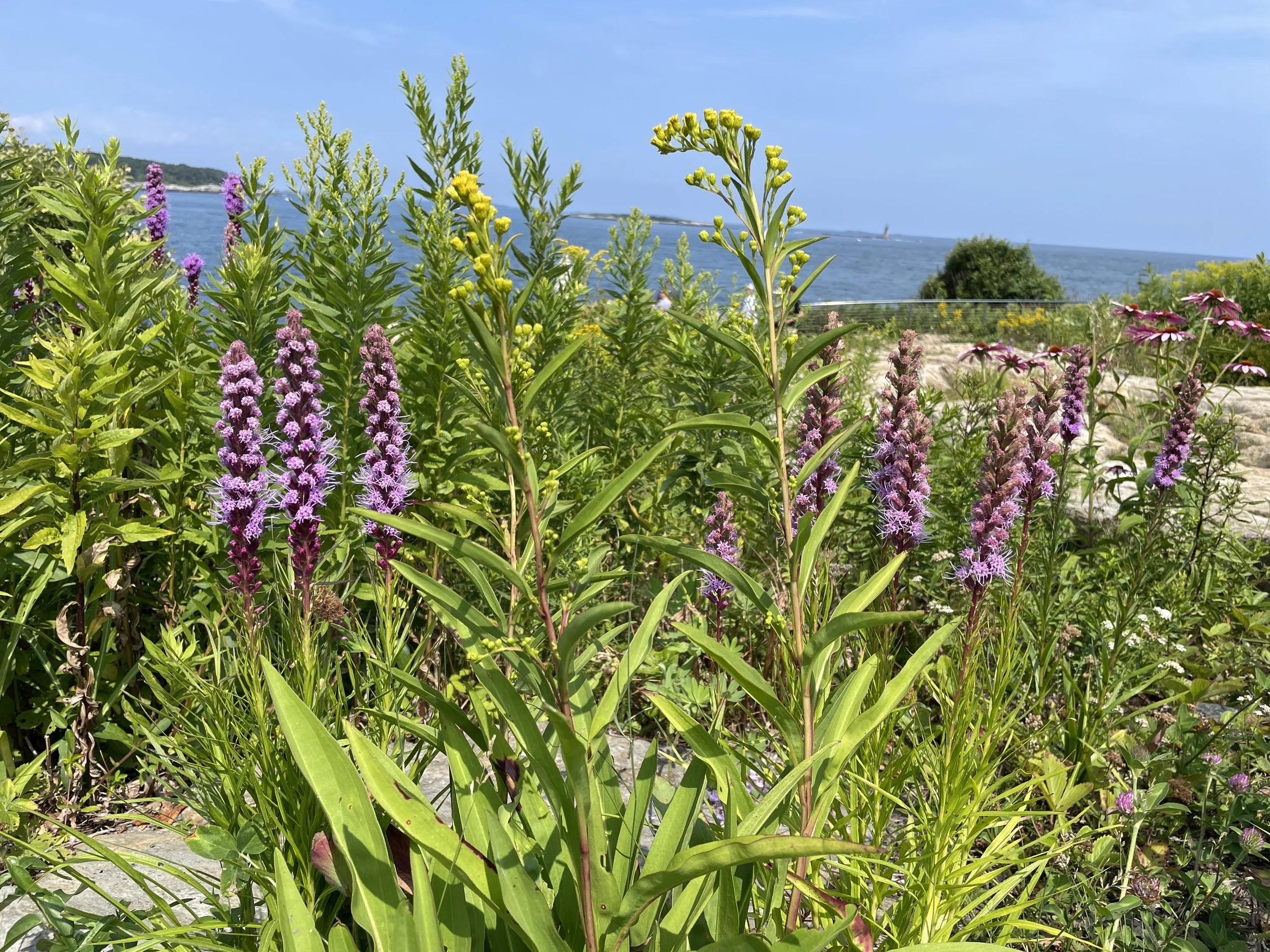gayfeatherseasidegoldenrod.JPG (Copy)