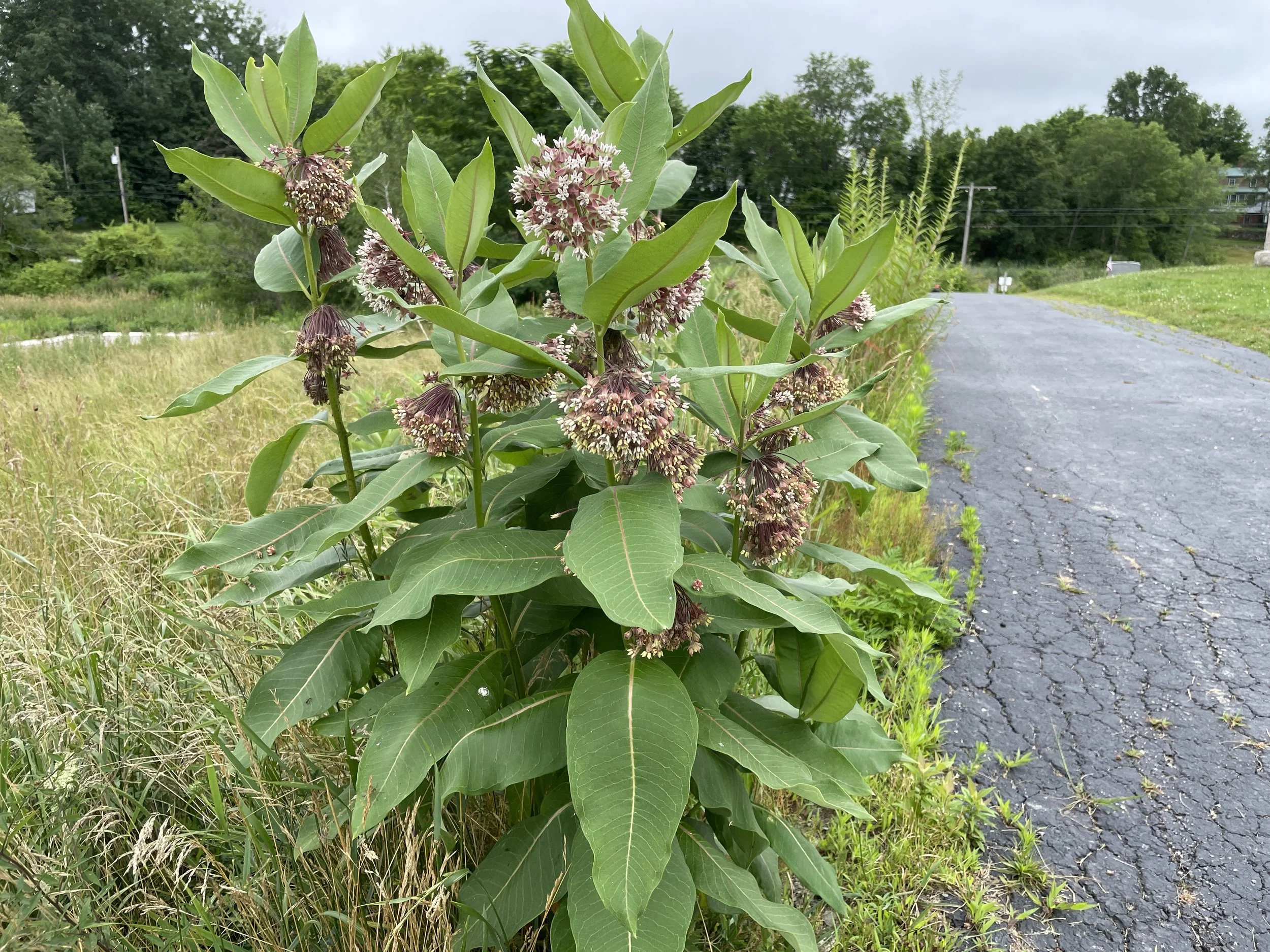 milkweedwholeplant.JPG