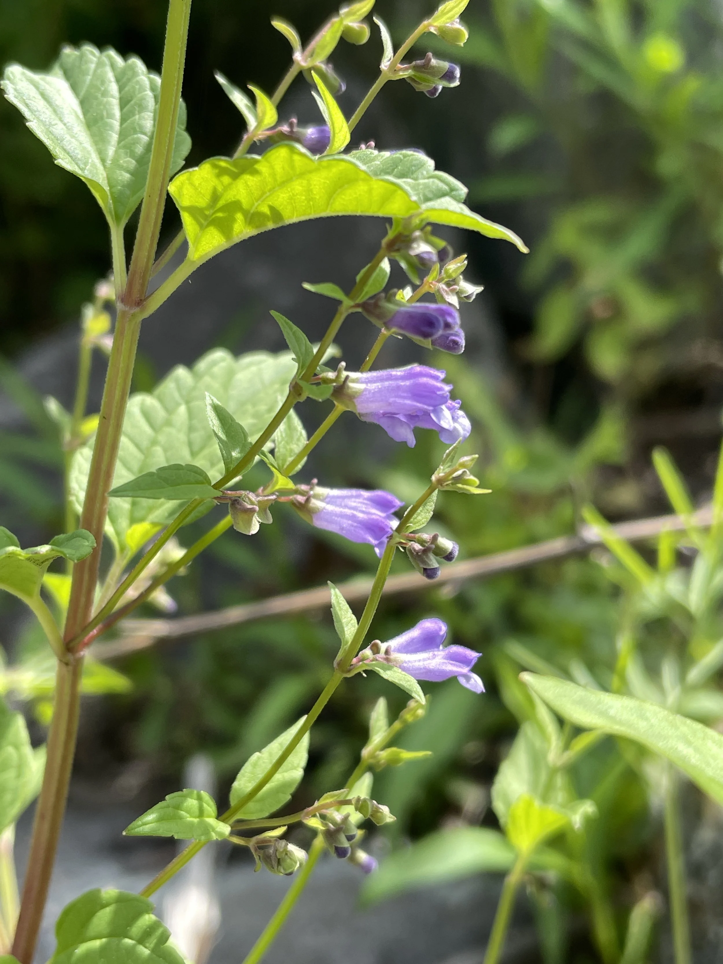 maddog skullcap 8:1:26-4.JPG