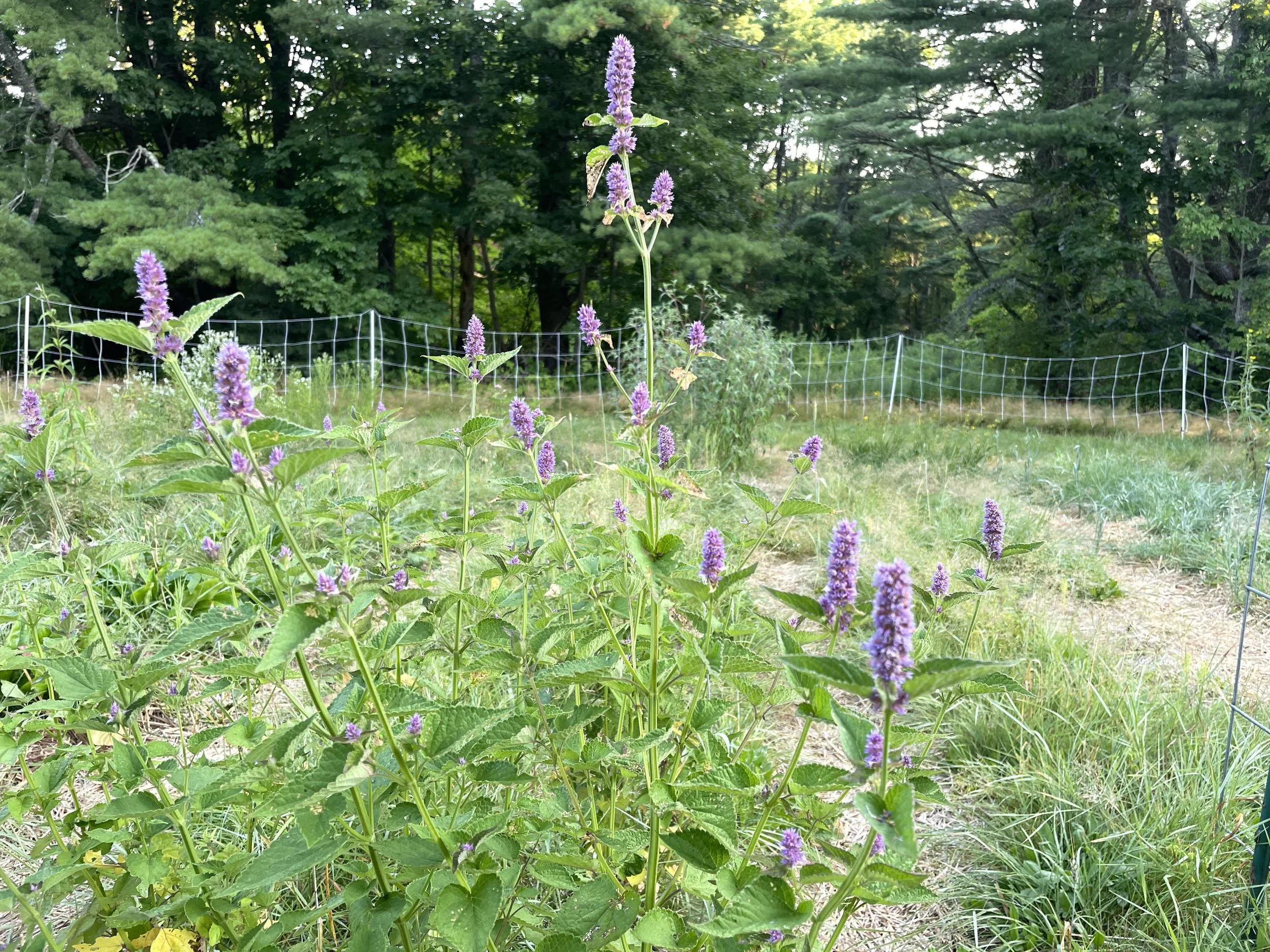 agastache foeniculum 7:28:26.JPG
