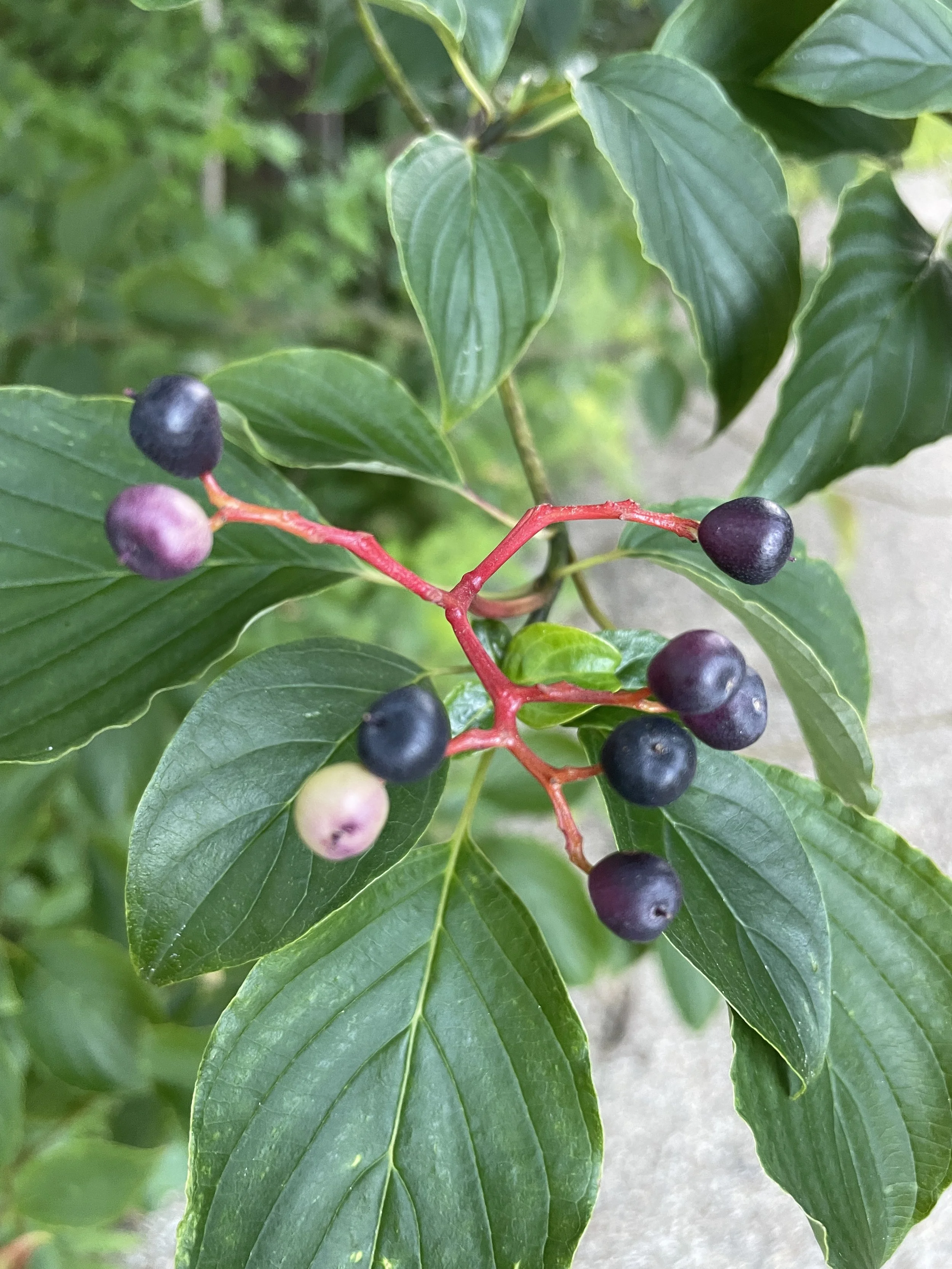 pagoda dogwood fruits.JPG