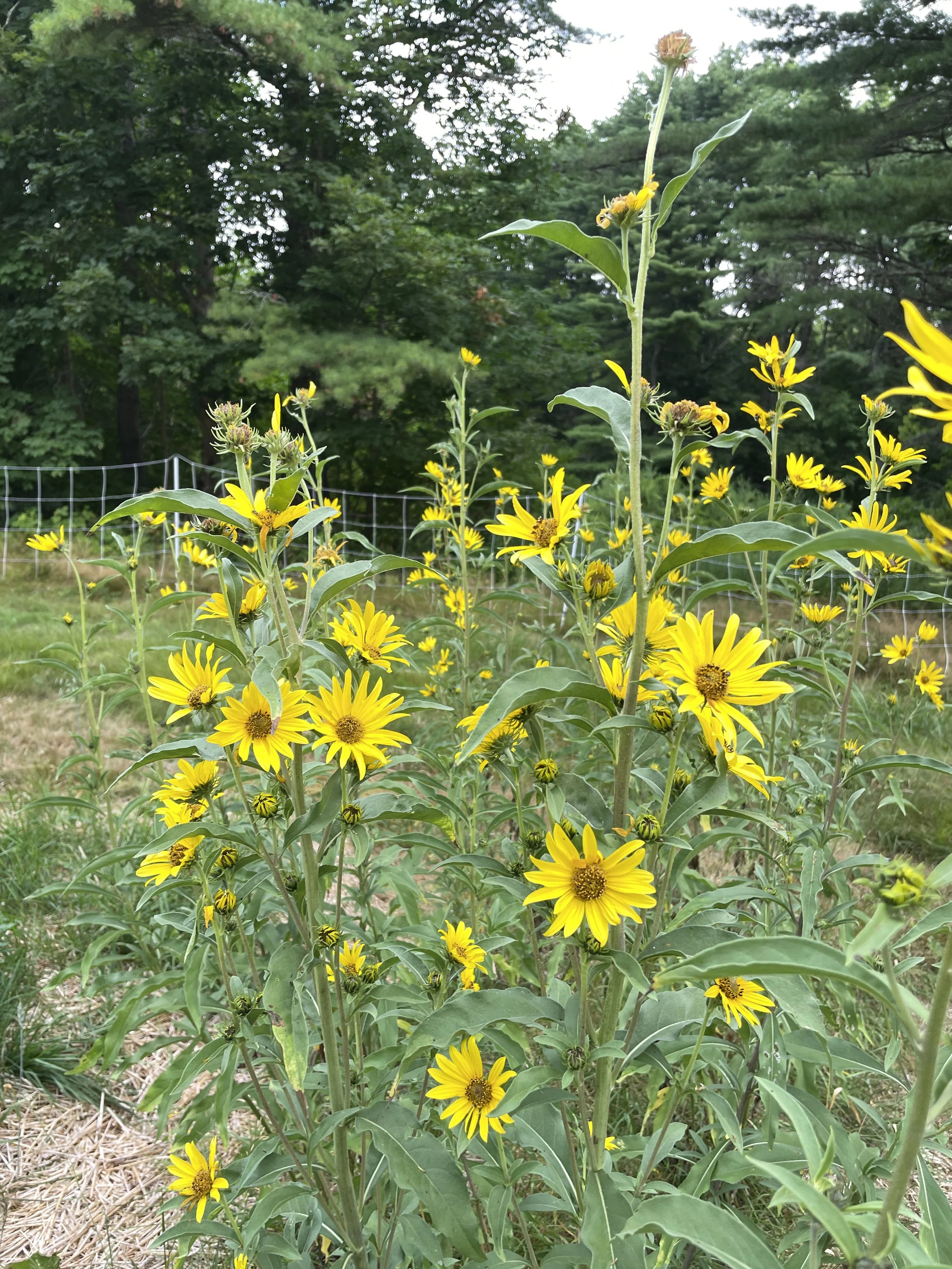 maximilians sunflower 8:2:26-1.JPG