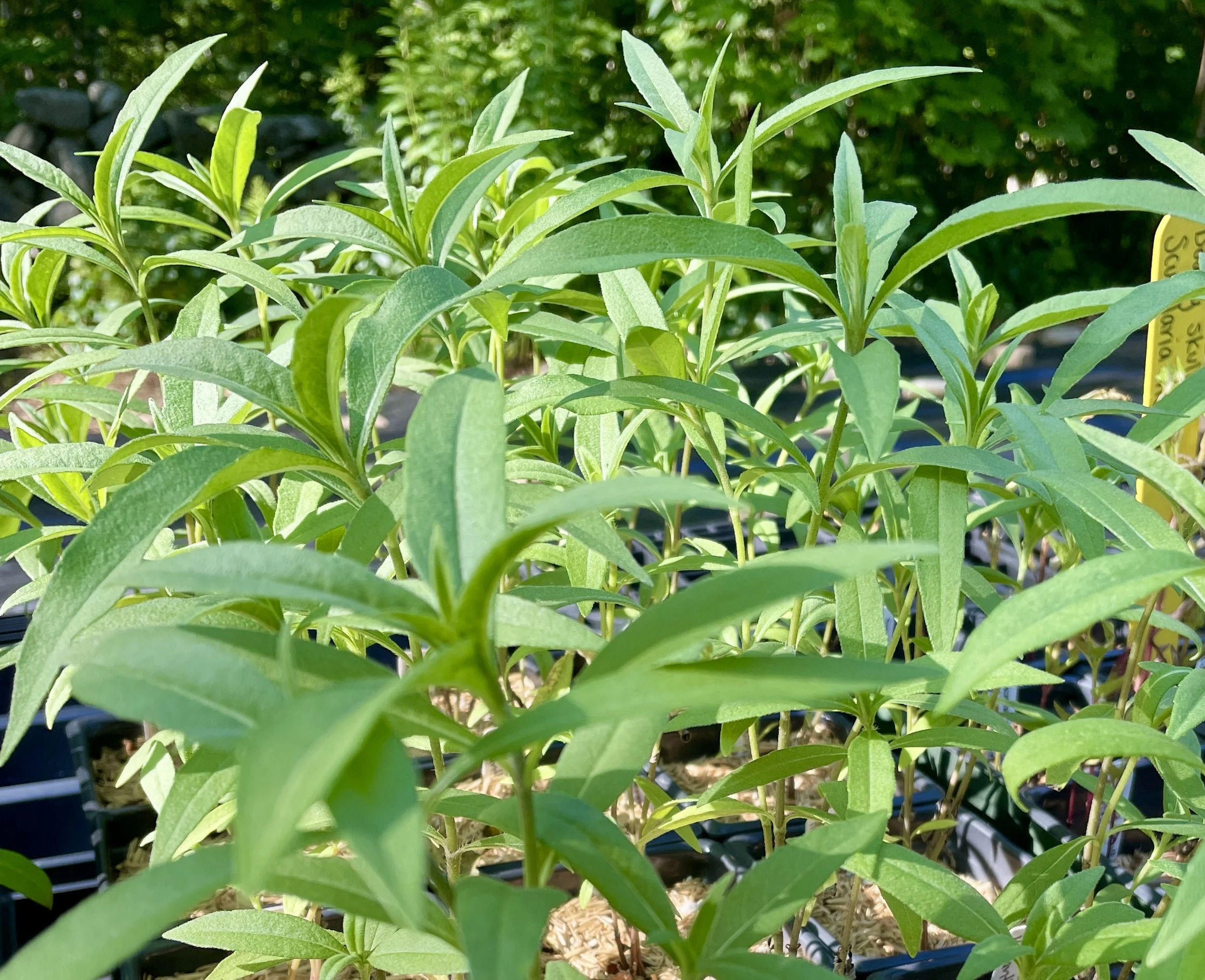 maximiliansunflowerplants.jpg