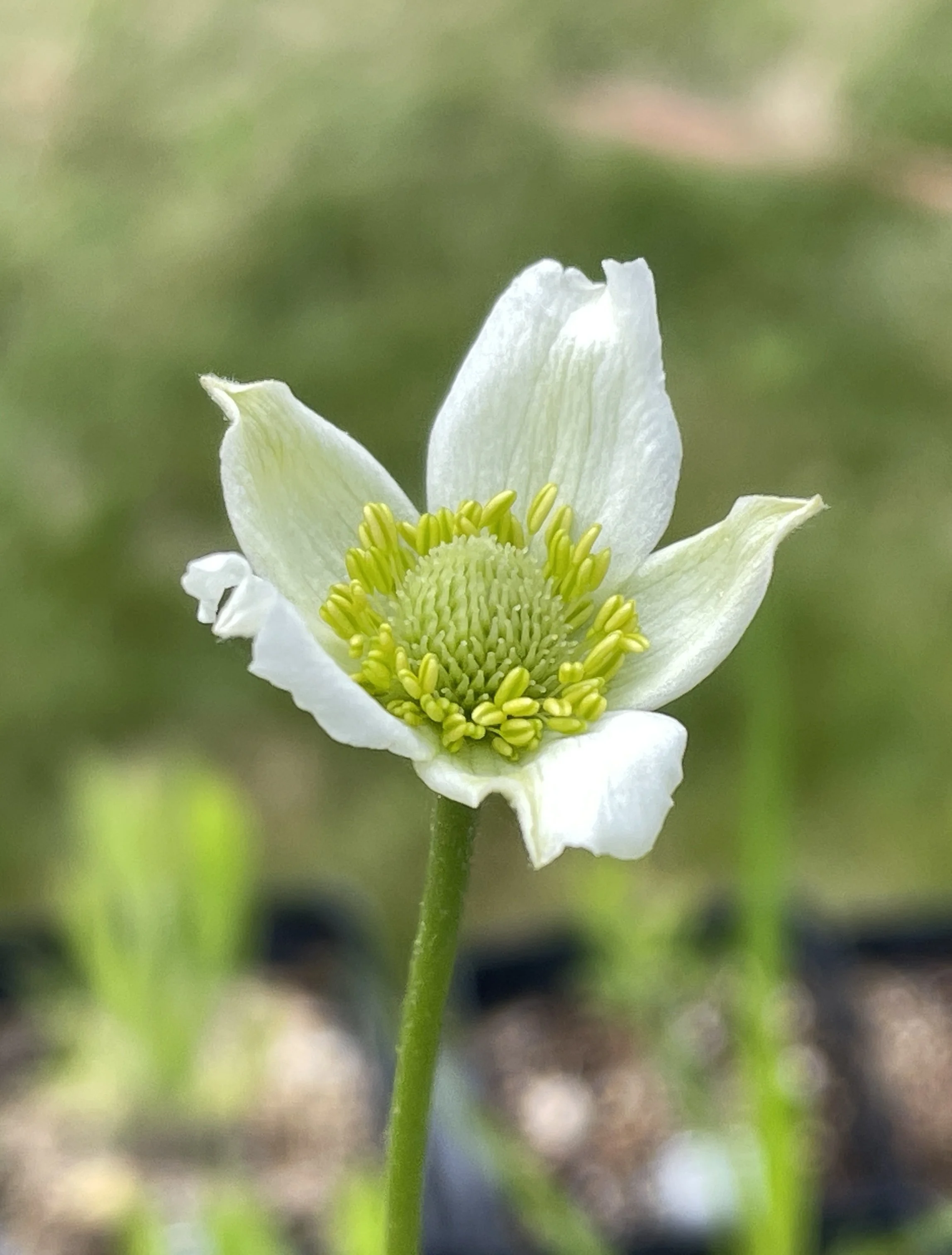 tall anemone 6:21:26-3.jpg