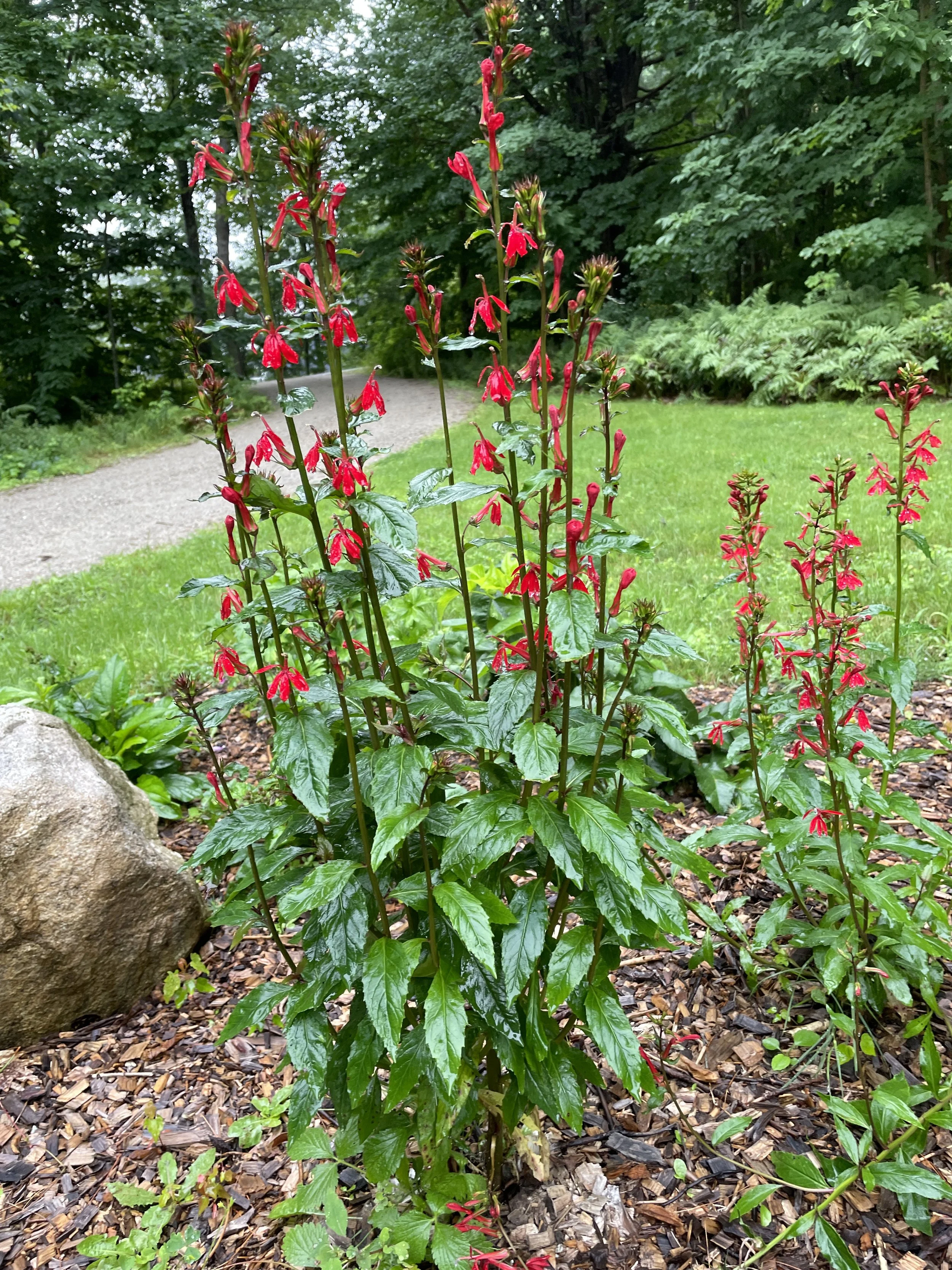 cardinalflower2.JPG