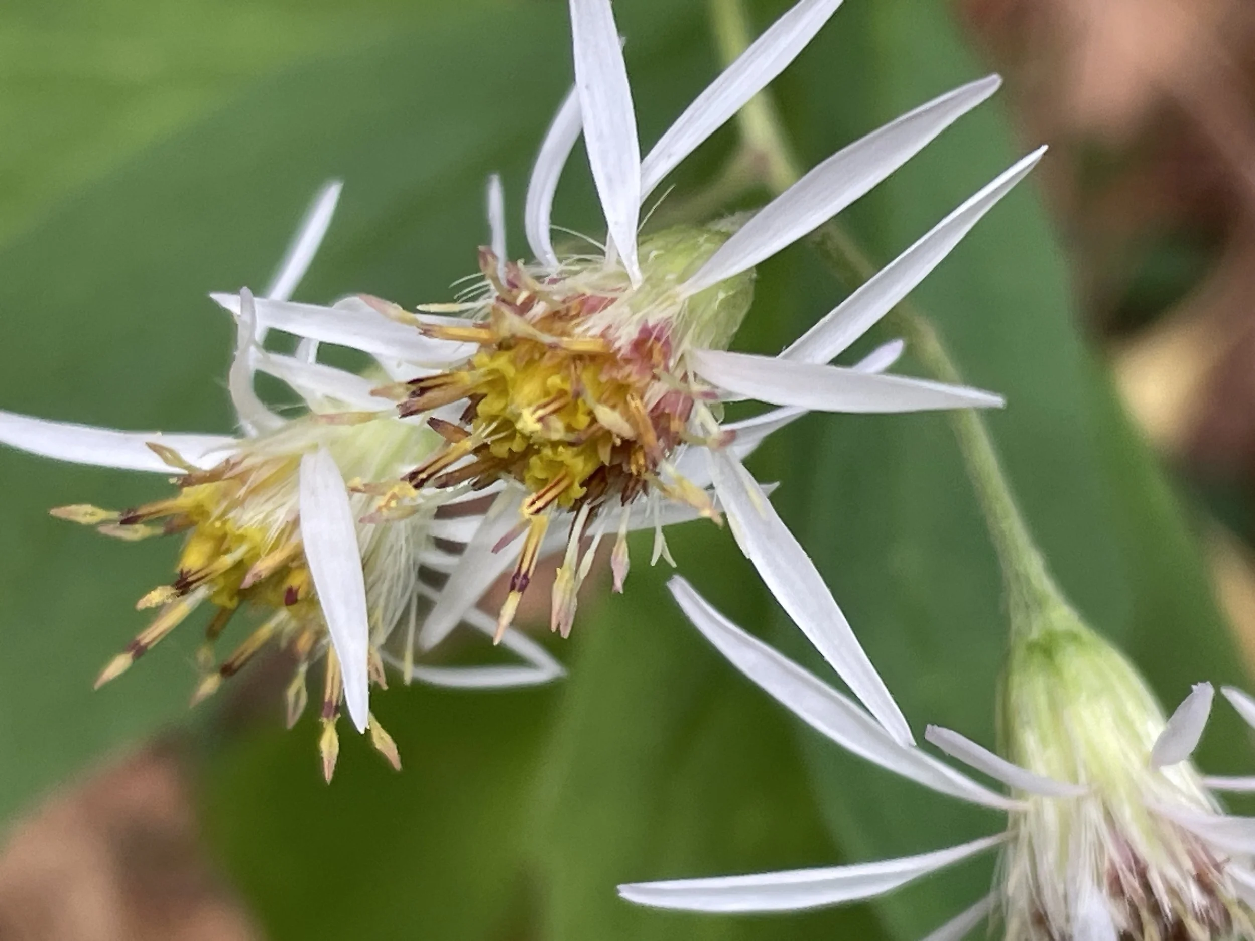 Whorled wood aster3.JPG