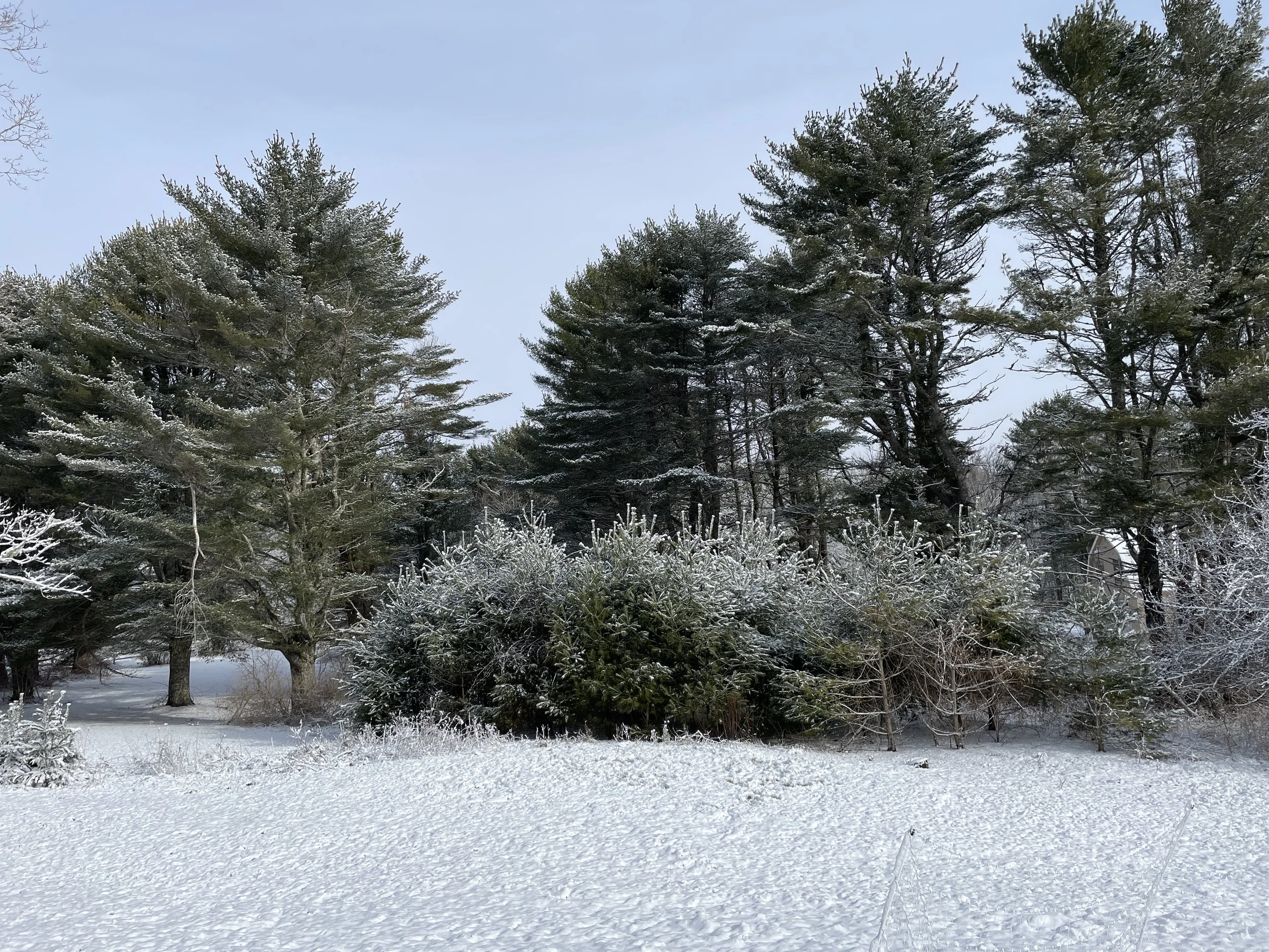 pinus strobus in winter.JPG