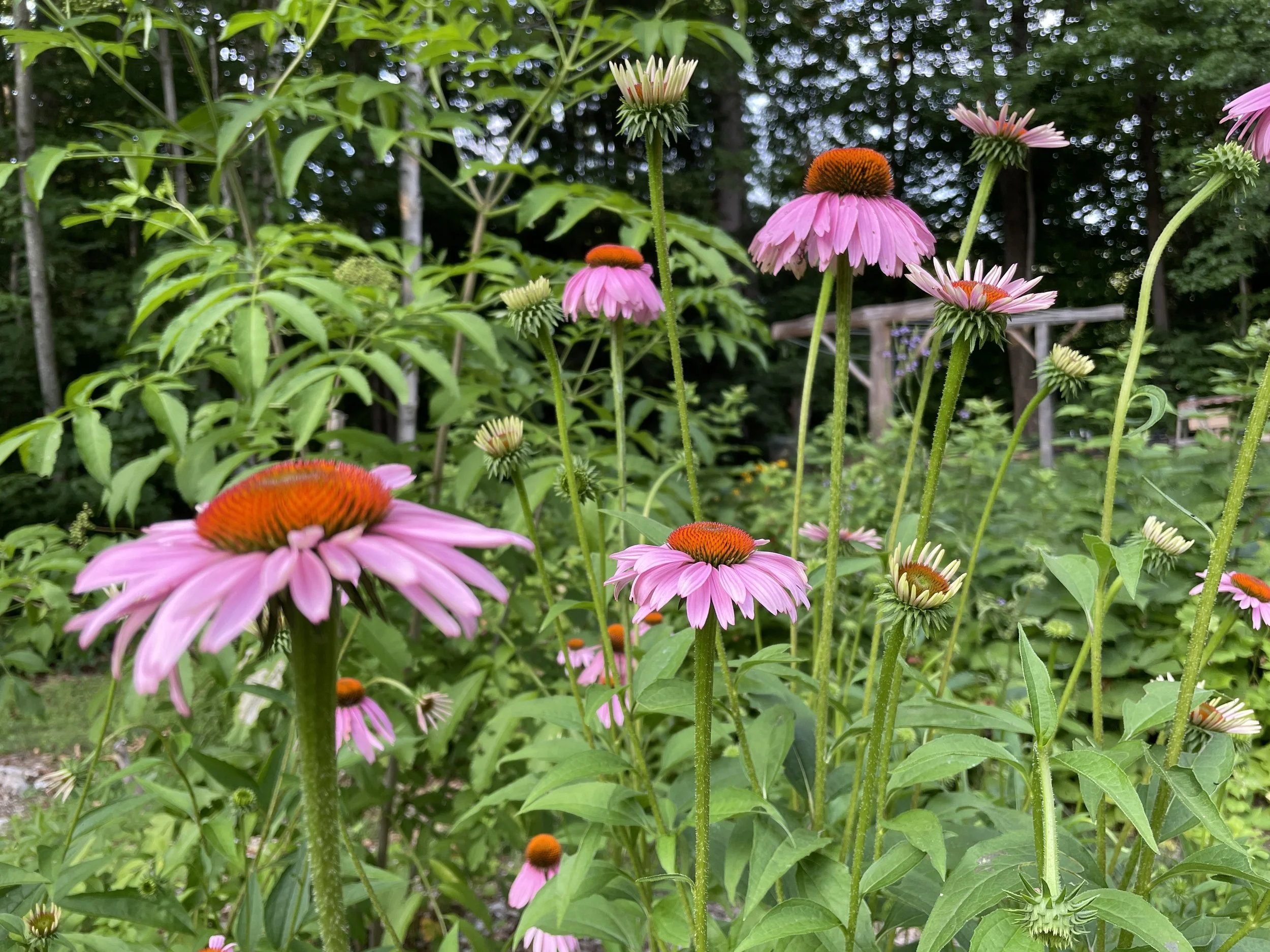Echinacea purpurea - Purple coneflower
