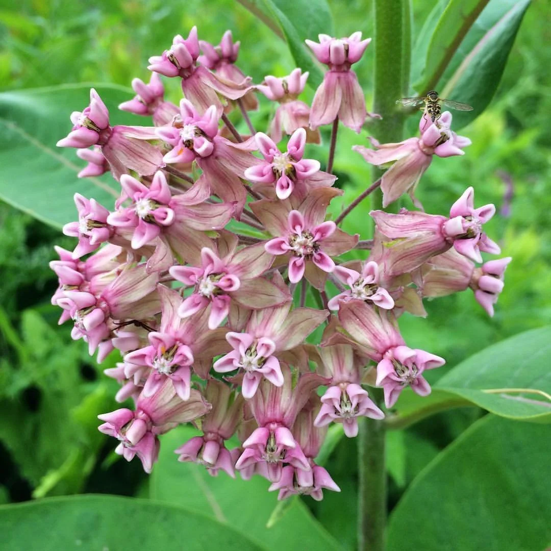 commonmilkweedbloom.jpg