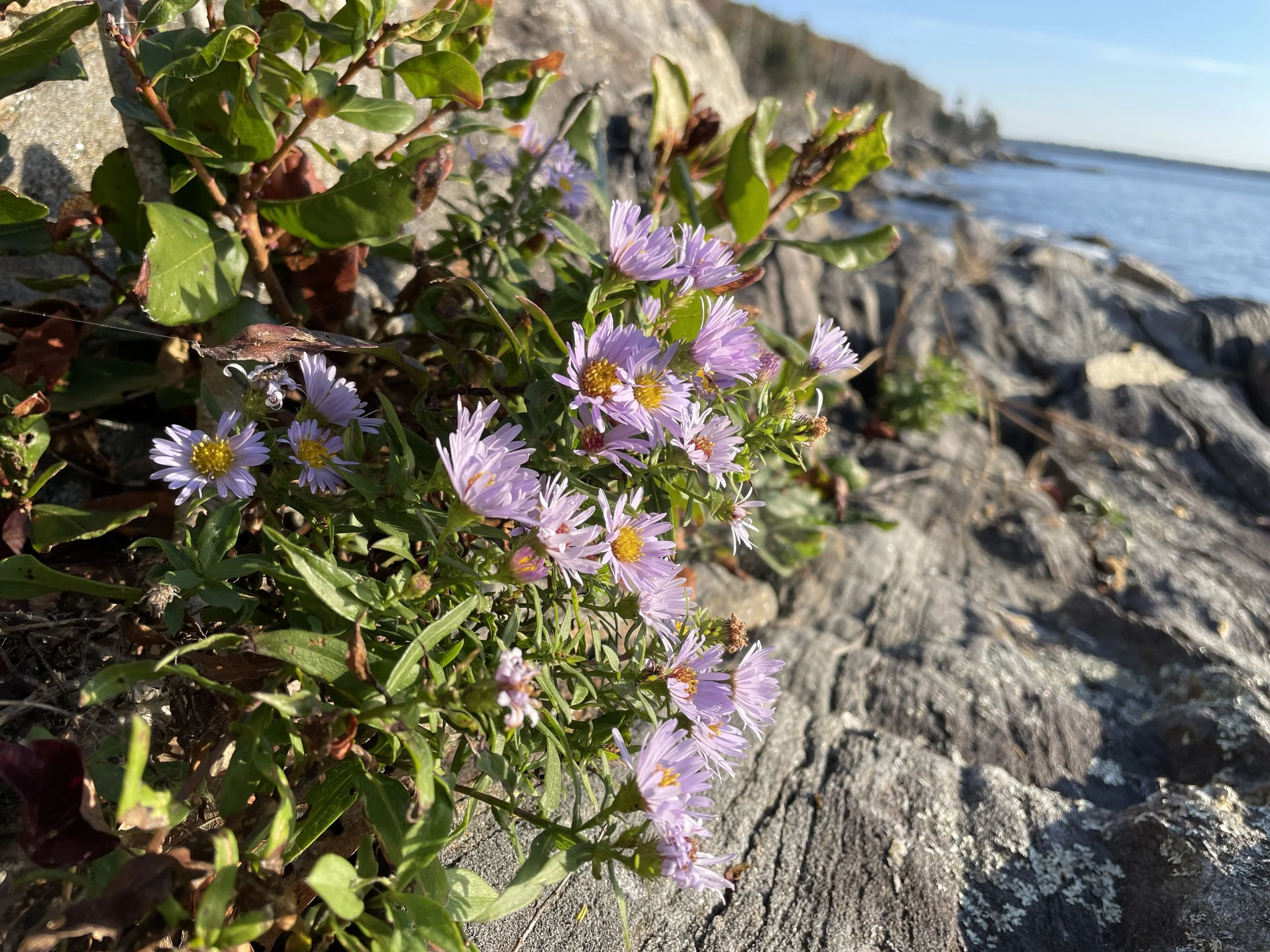 new york aster1.JPG